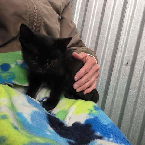 frossty, Adoptable, Kitten Female Domestic Short Hair.