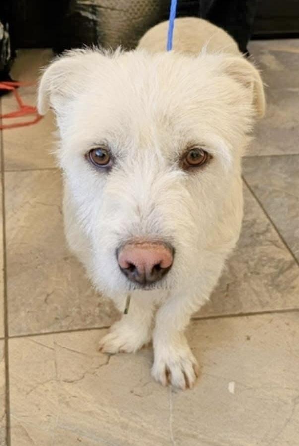 Enlarge Teddy The Westie, a Adoptable mixed breed in Draper, UT image 1/2