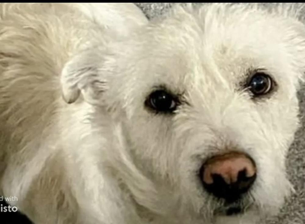 Enlarge Teddy The Westie, a Adoptable mixed breed in Draper, UT image 2/2