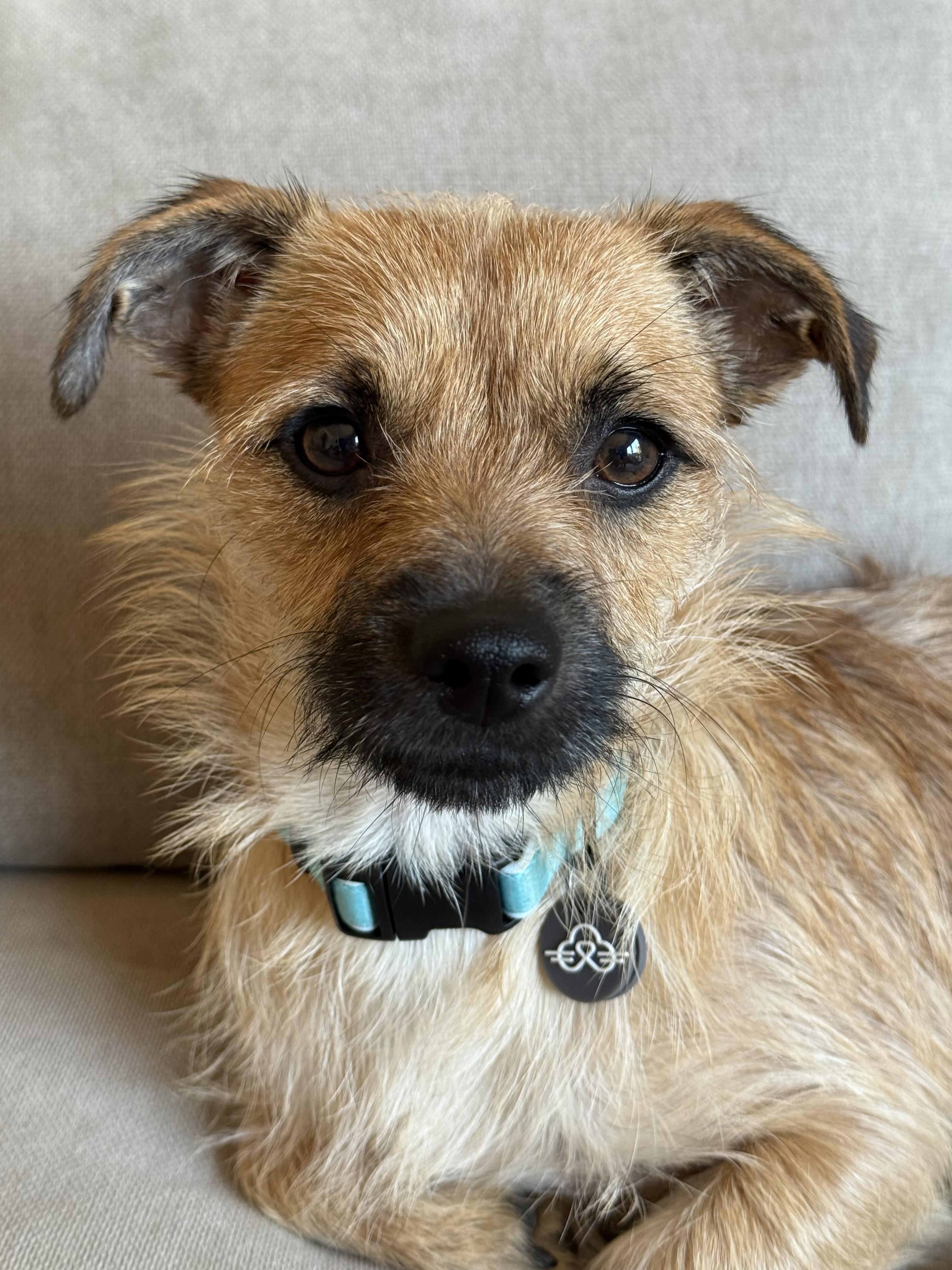 Ripley, a Adoptable mixed breed in Petaluma, CA image 1/5