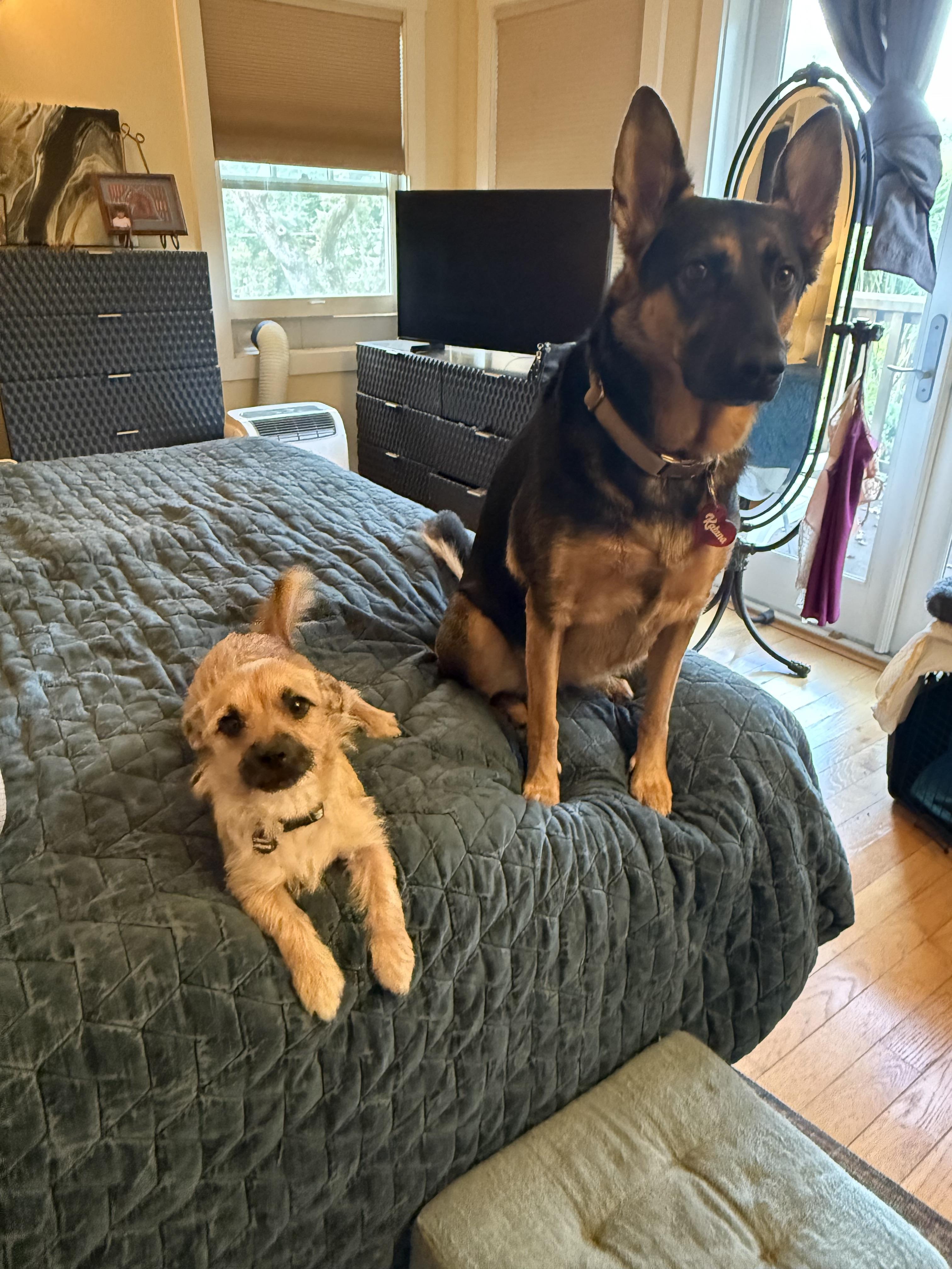 Ripley, a Adoptable mixed breed in Petaluma, CA image 3/5