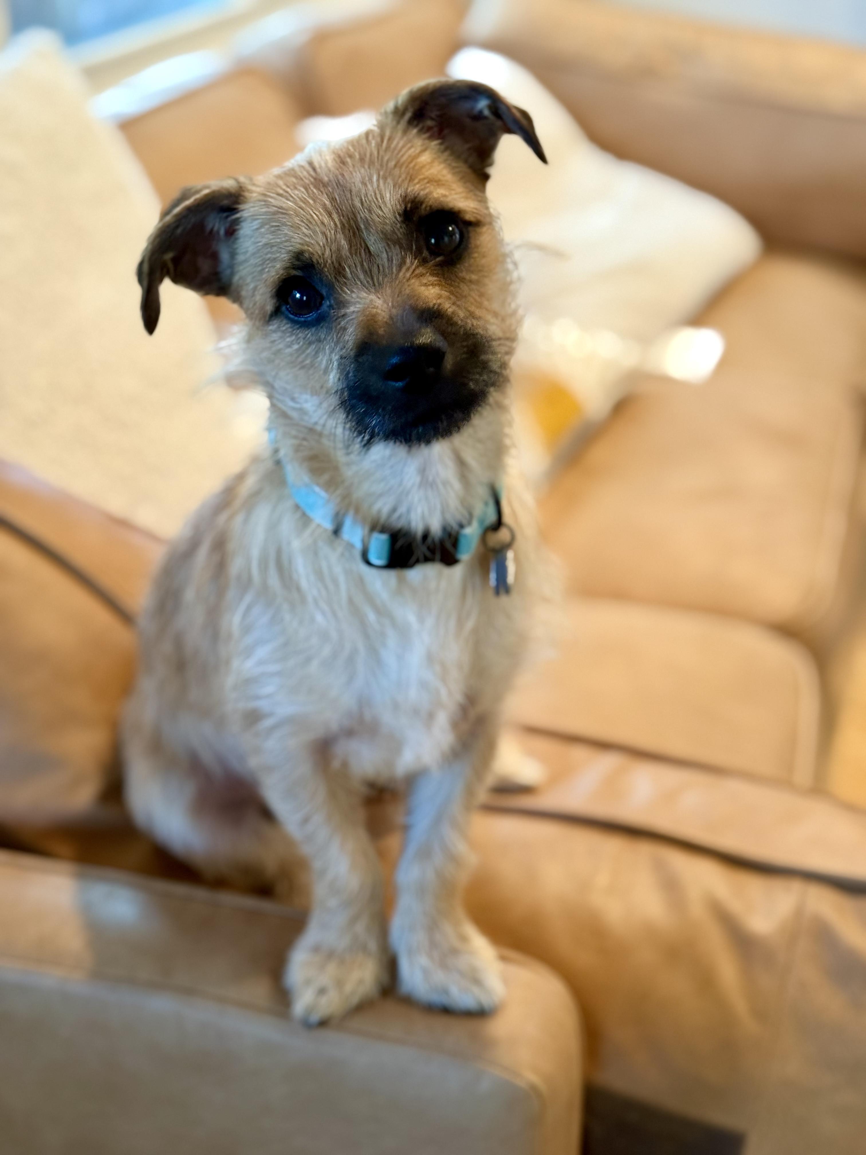 Ripley, a Adoptable mixed breed in Petaluma, CA image 5/5