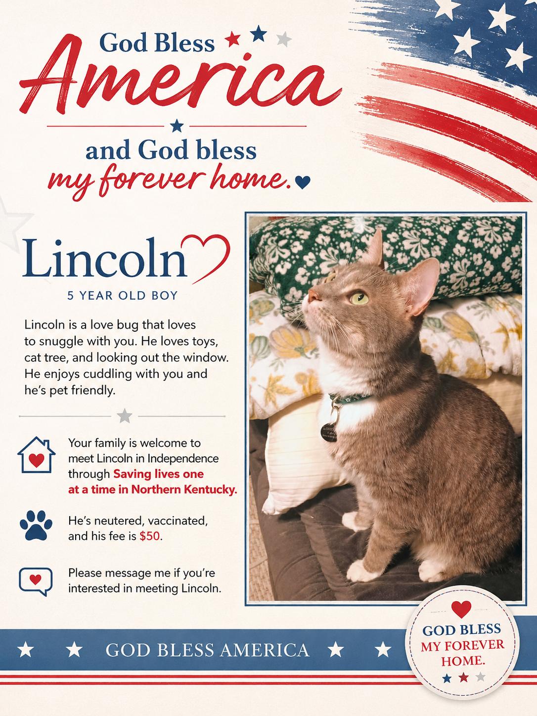 Lincoln-Loving Leader, ADOPTABLE, Adult Male Domestic Short Hair.