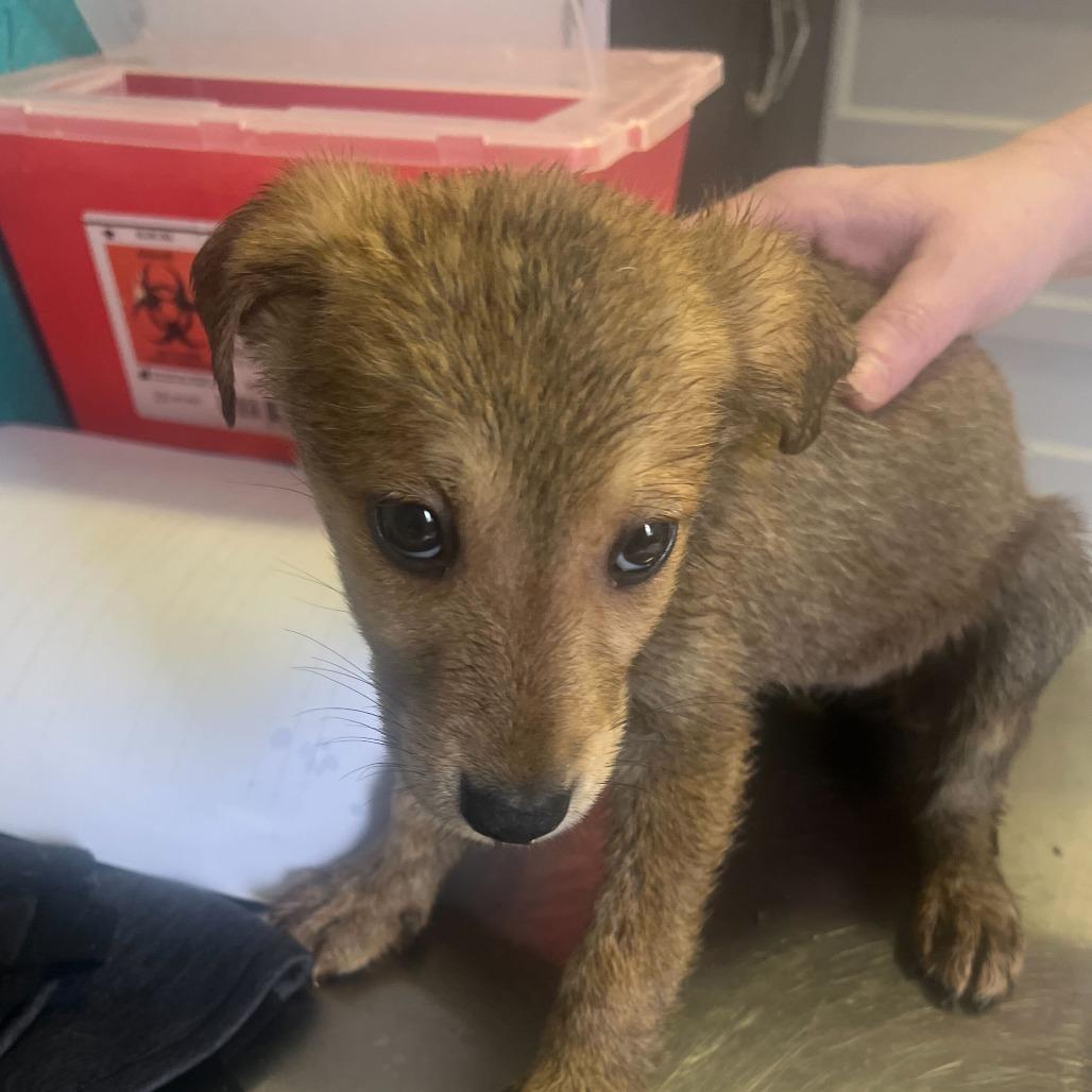 Enlarge Olivia, a Adoptable Mixed Breed in Oak Hill, WV image 1/1