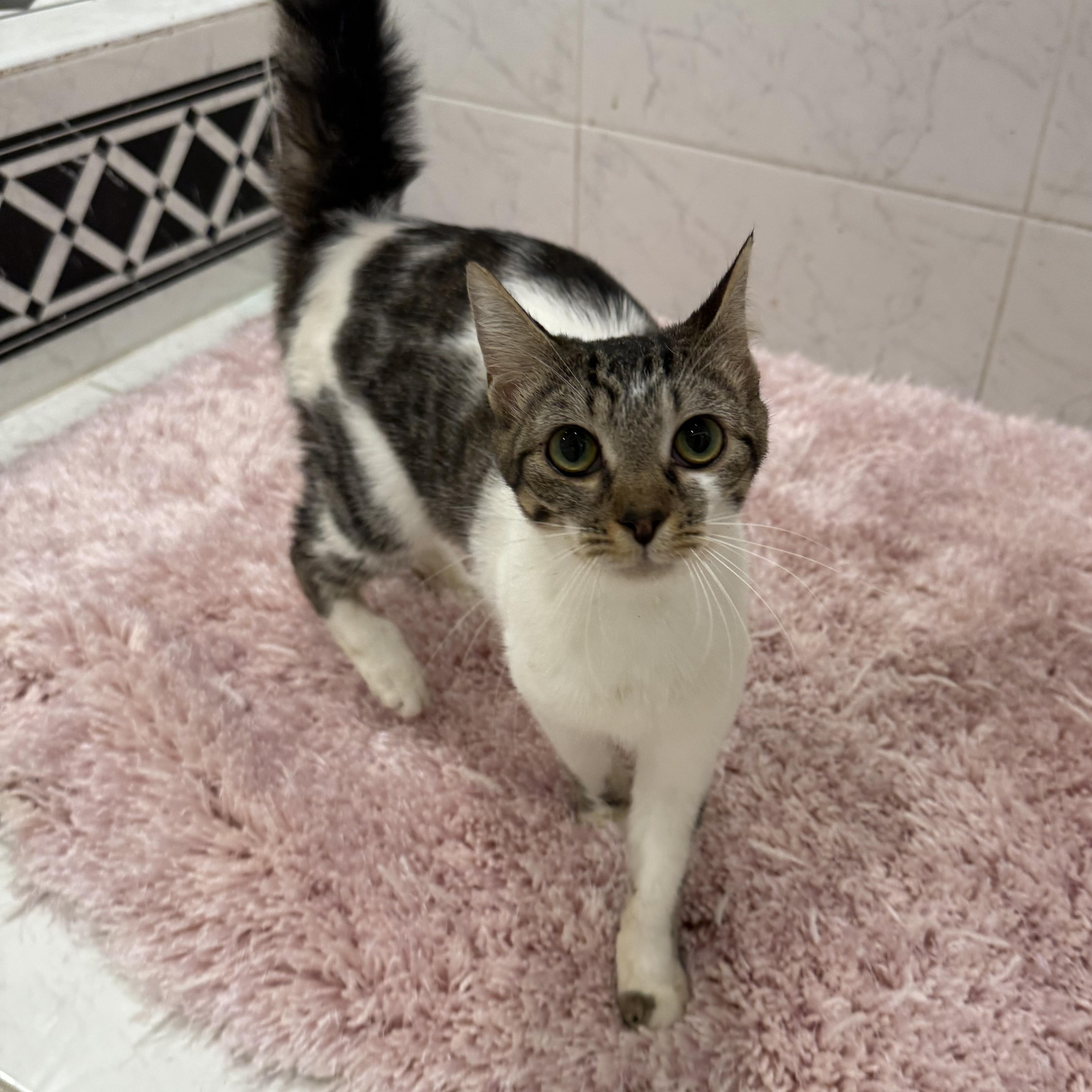 Enlarge Nugget, a Adoptable Domestic Short Hair in Weston, MA image 1/6