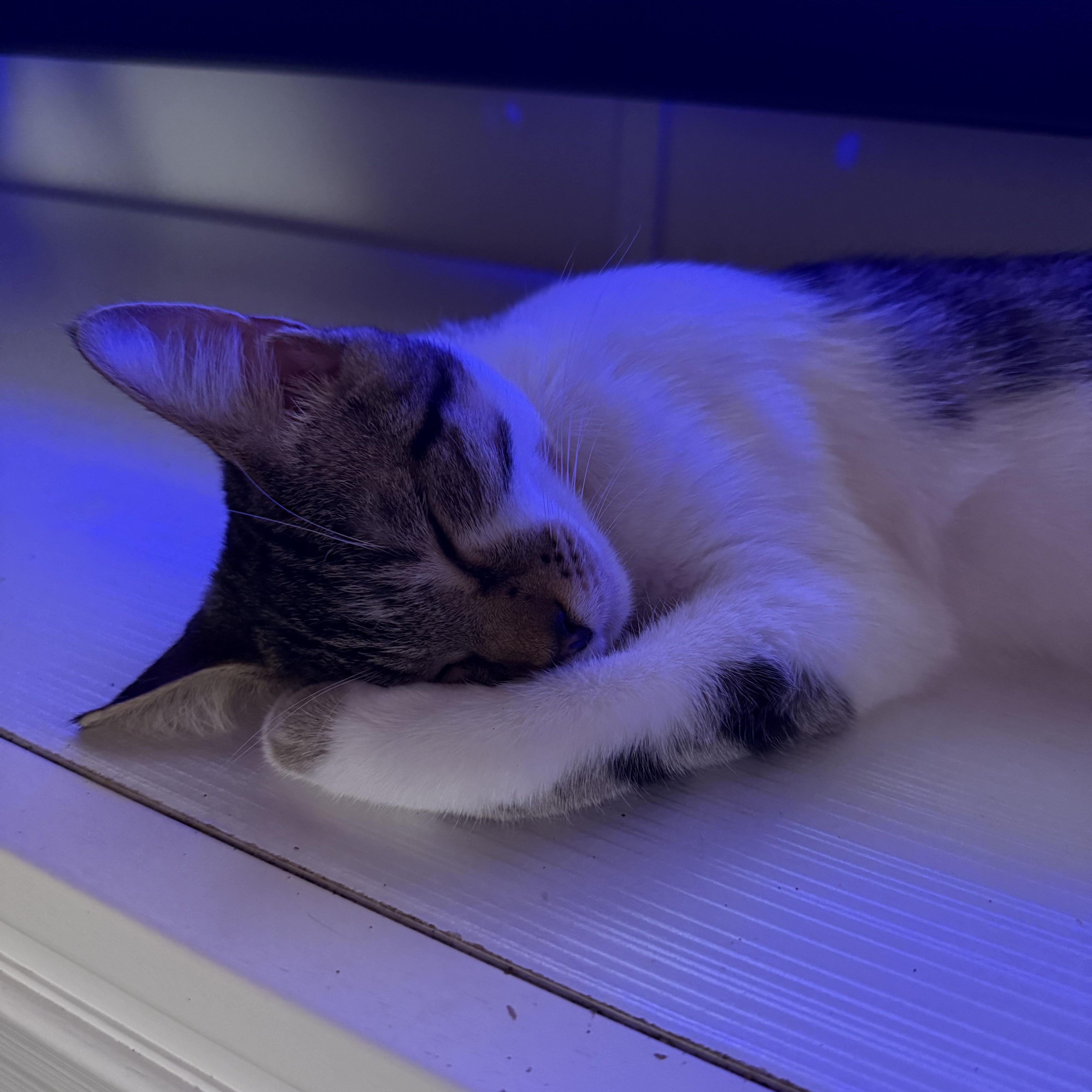 Enlarge Nugget, a Adoptable Domestic Short Hair in Weston, MA image 4/6