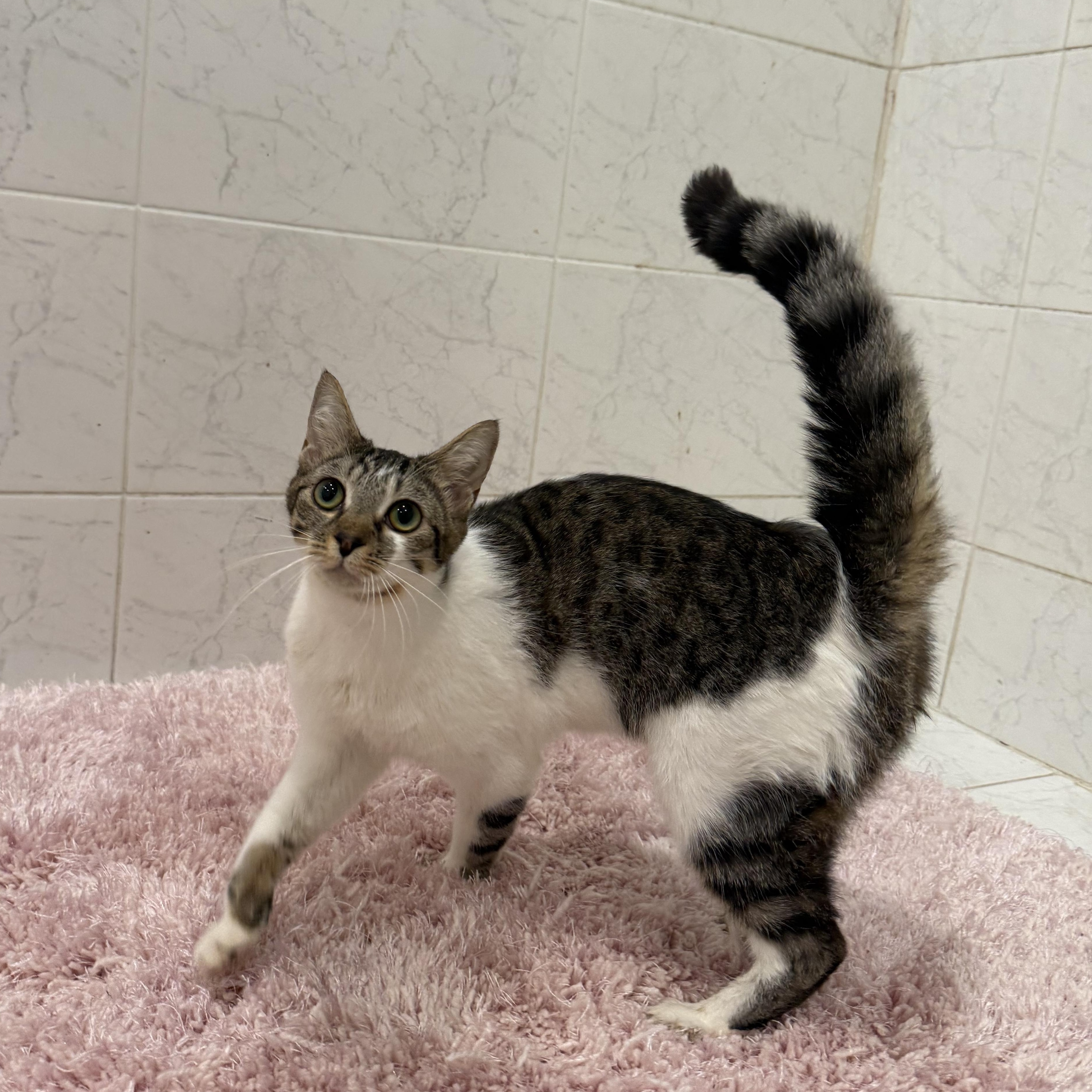 Enlarge Nugget, a Adoptable Domestic Short Hair in Weston, MA image 2/6