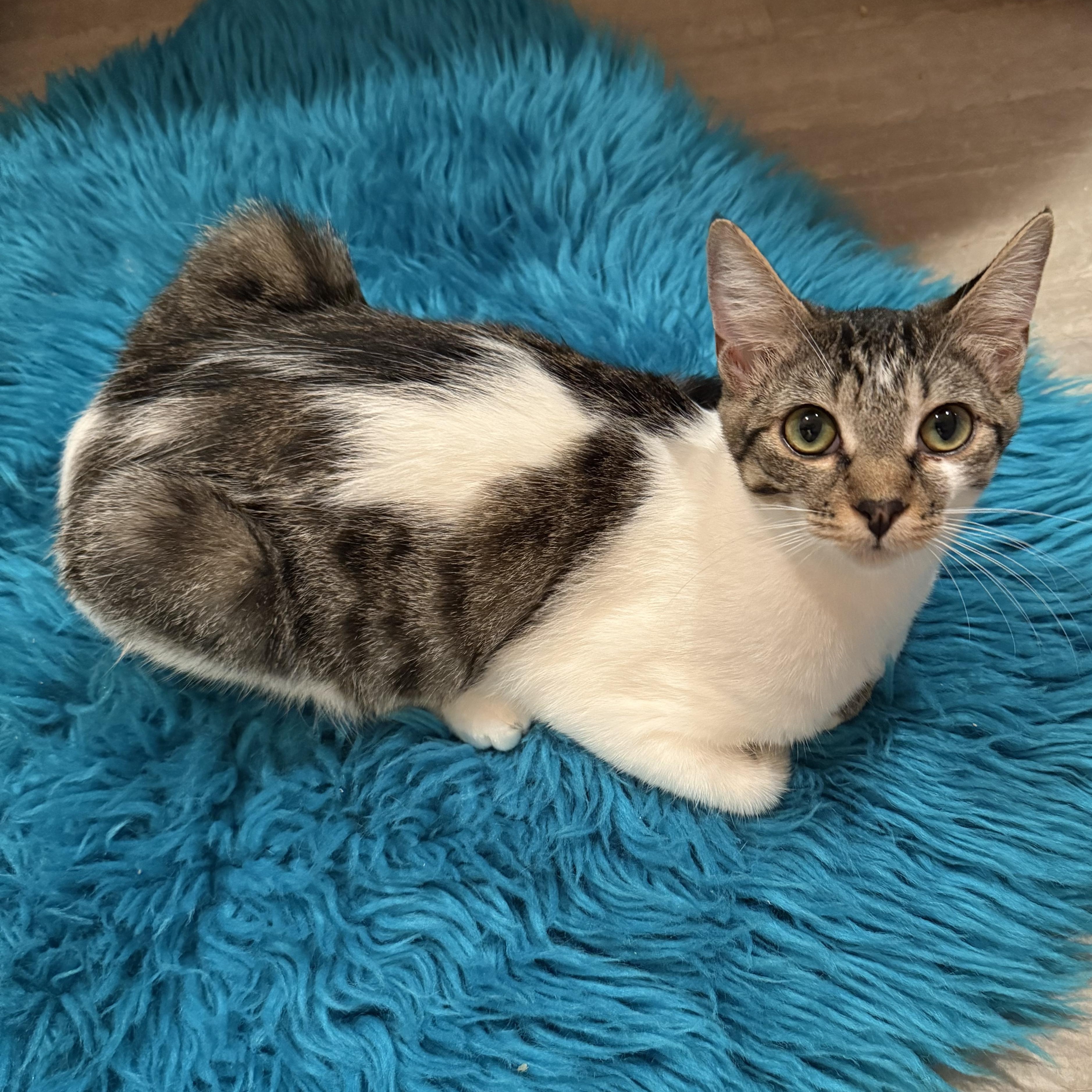 Enlarge Nugget, a Adoptable Domestic Short Hair in Weston, MA image 5/6