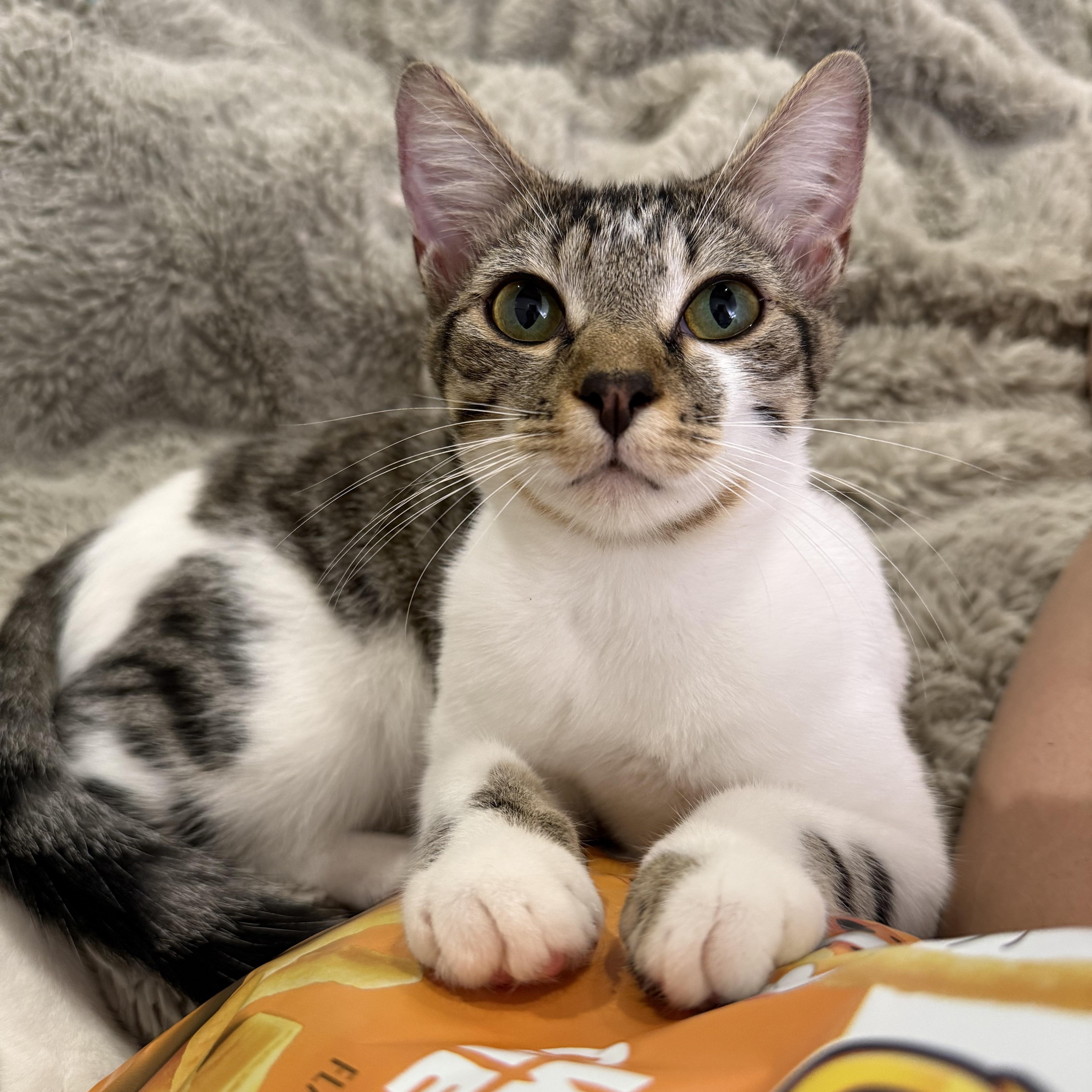 Enlarge Nugget, a Adoptable Domestic Short Hair in Weston, MA image 6/6