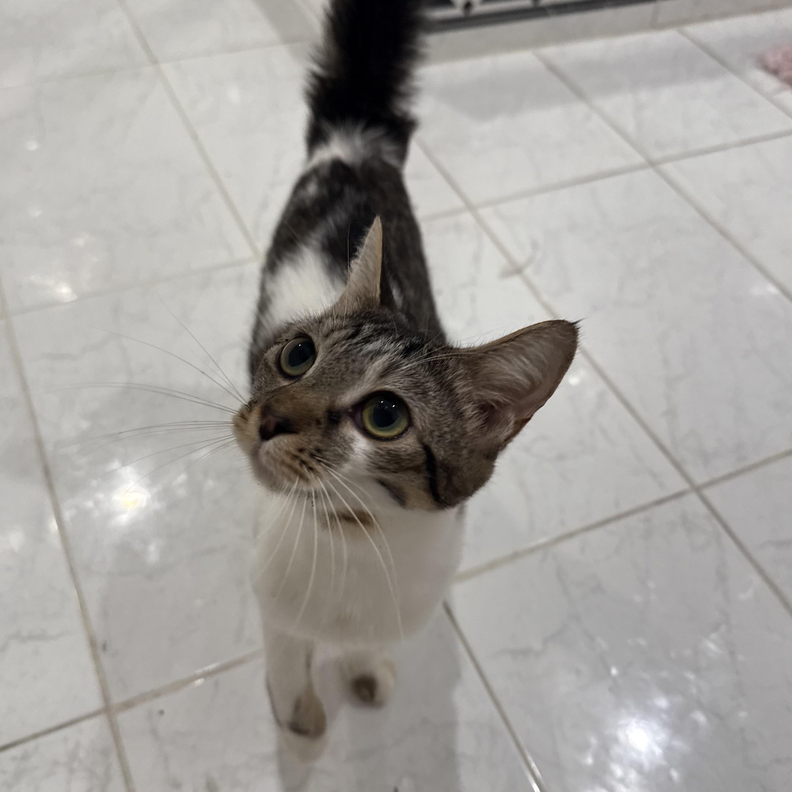 Enlarge Nugget, a Adoptable Domestic Short Hair in Weston, MA image 3/6