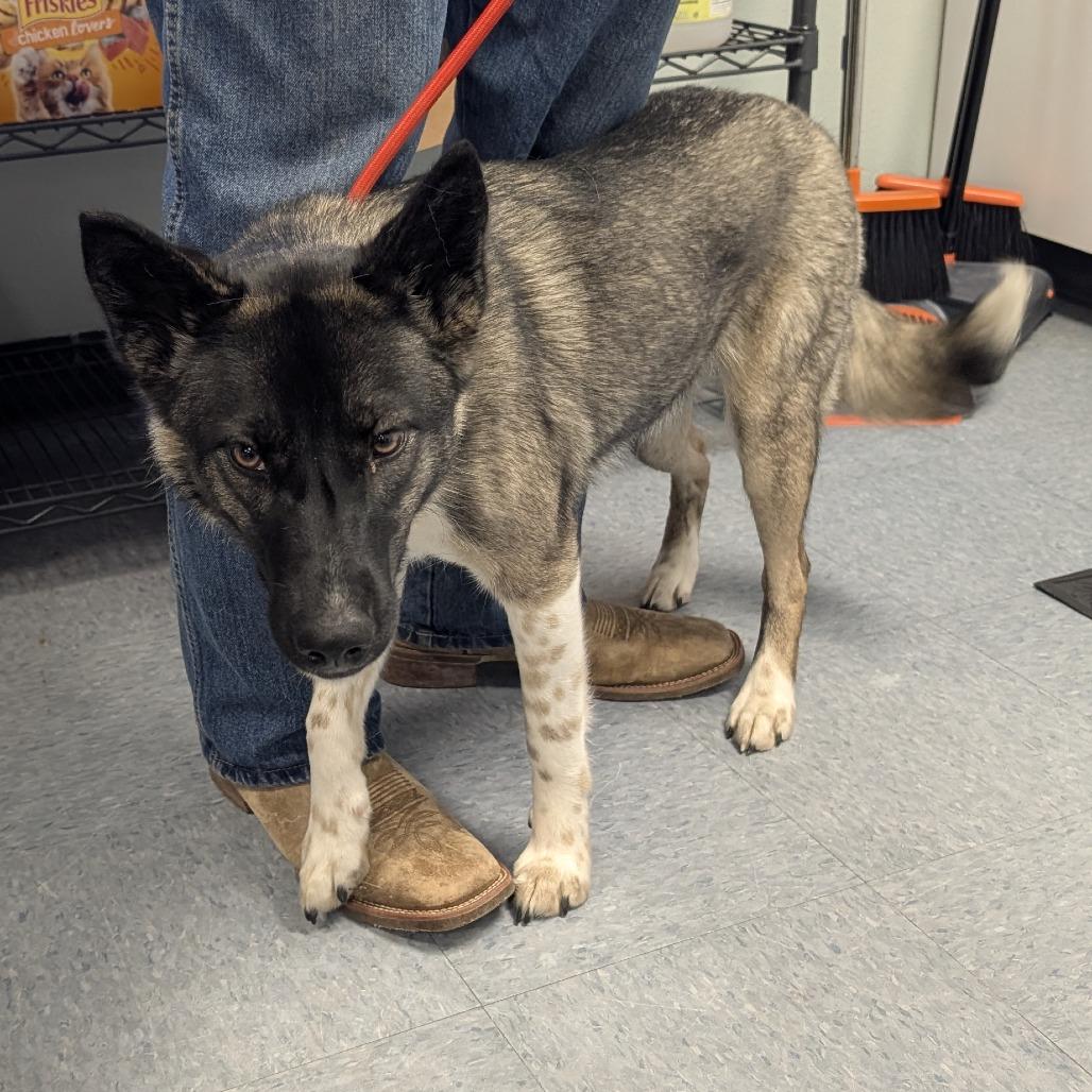 Sky, Adoptable, Adult Female Mixed Breed.