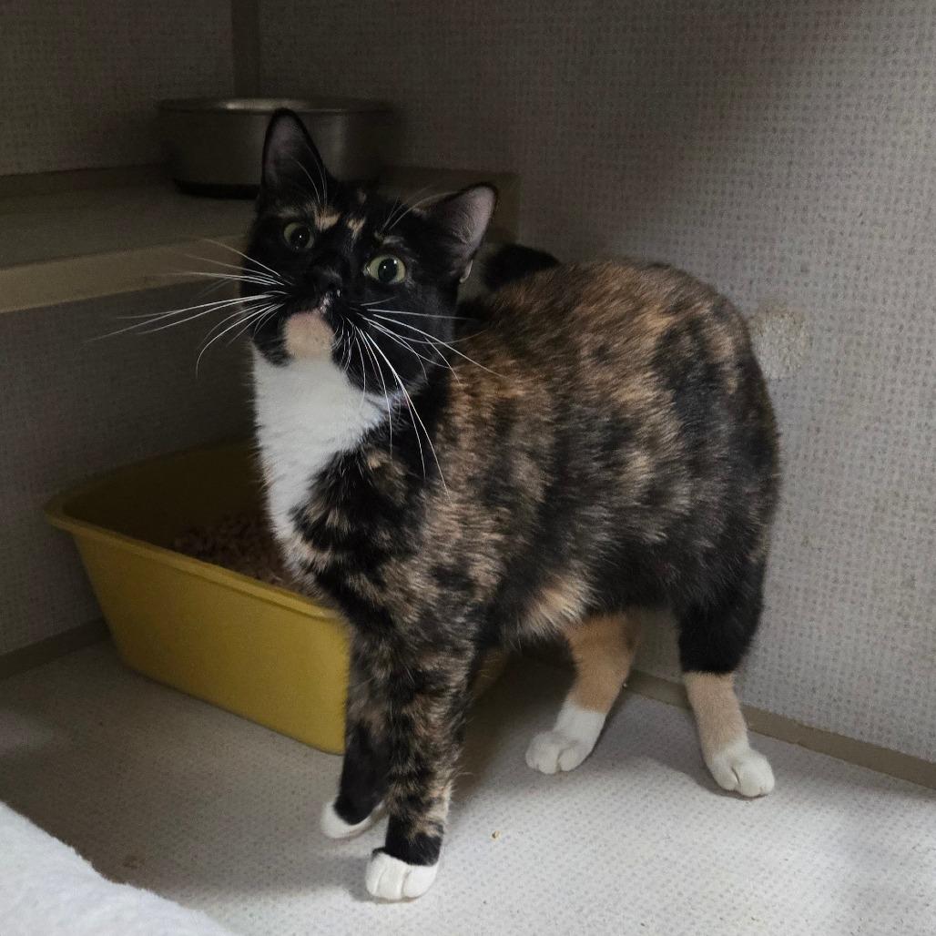 Mama Bubbles, Adoptable, Adult Female Domestic Short Hair.