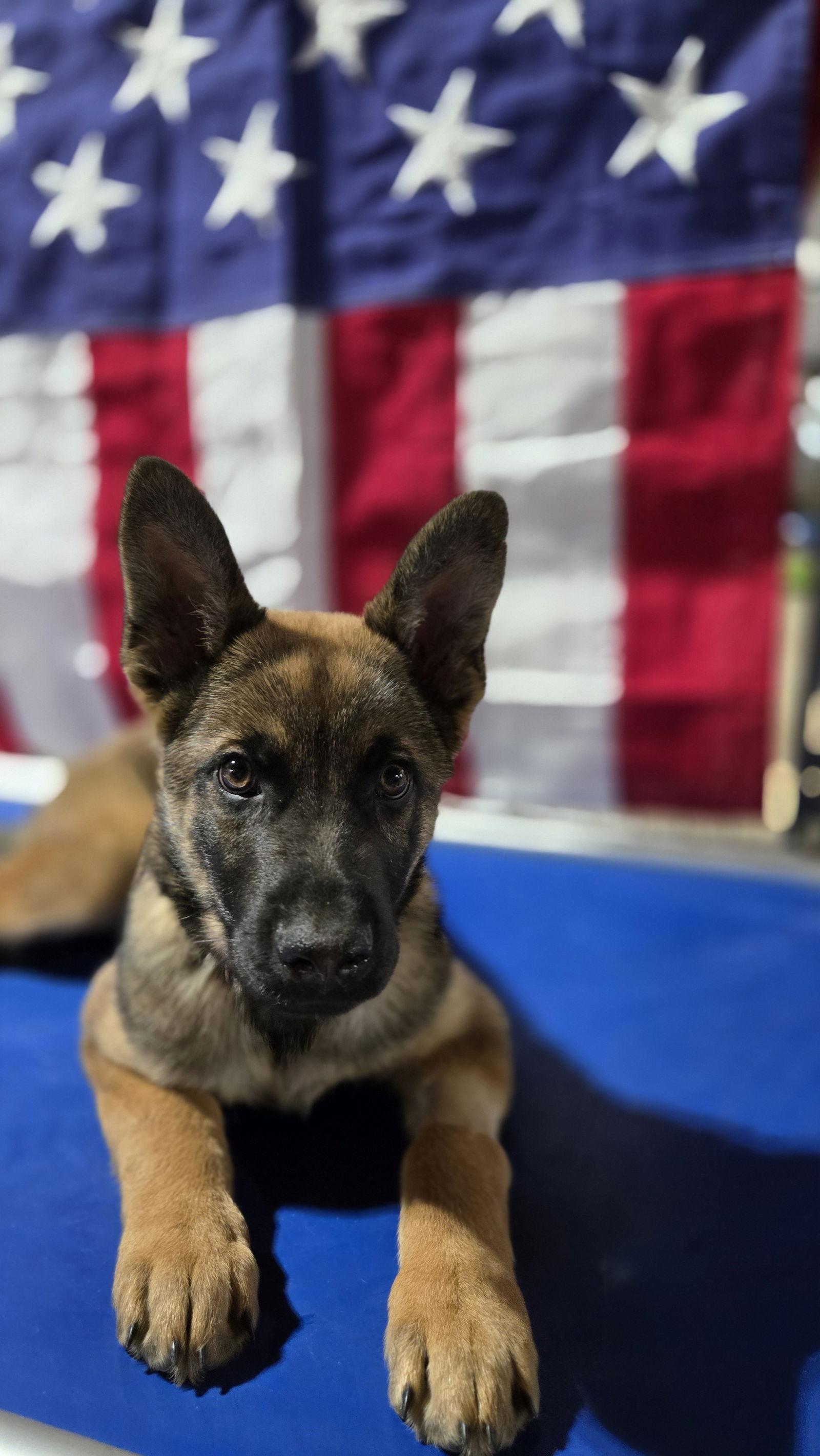 Enlarge Gael 7298, a Adoptable German Shepherd Dog in Centreville, VA image 1/3