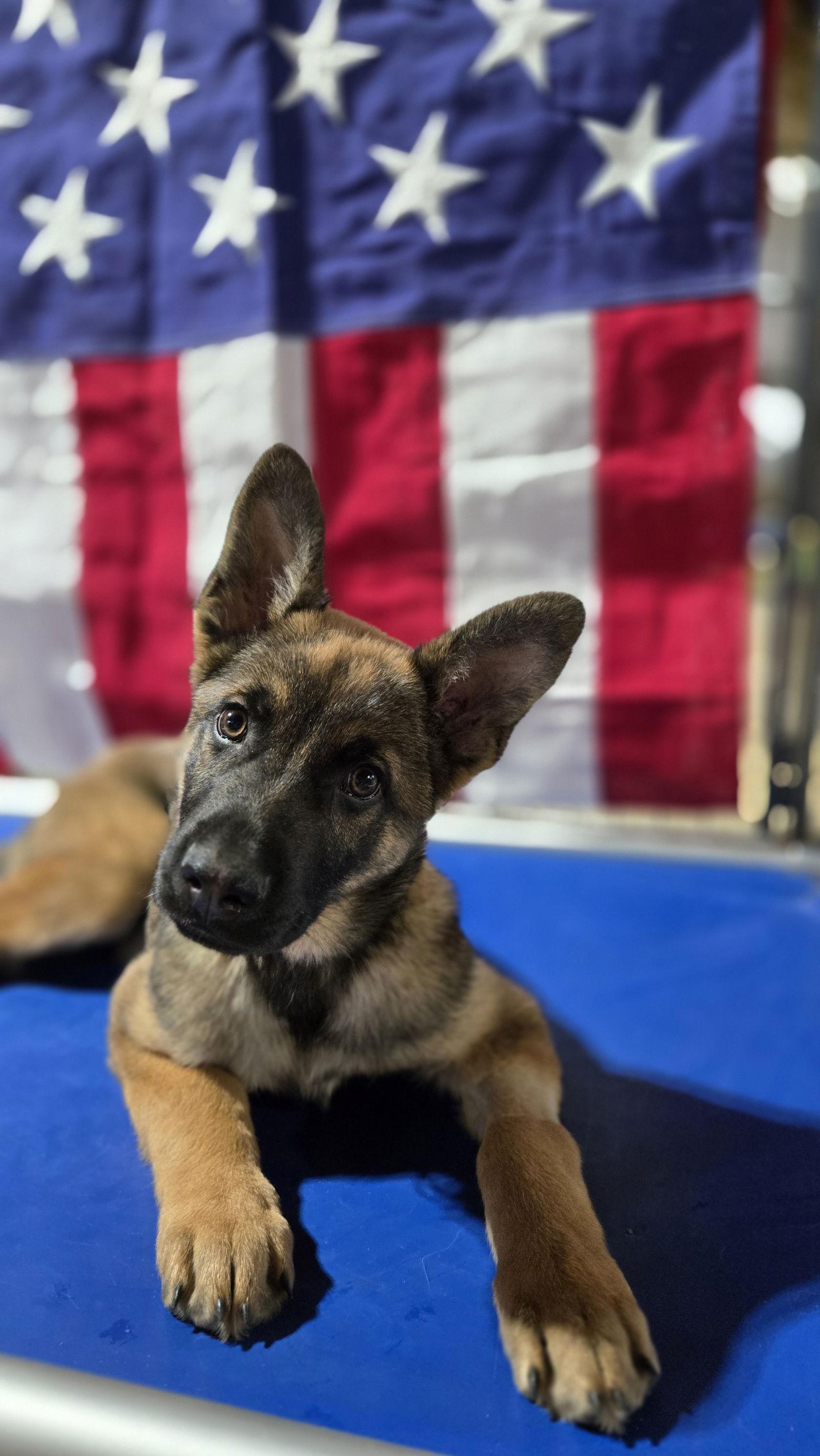 Enlarge Gael 7298, a Adoptable German Shepherd Dog in Centreville, VA image 2/3