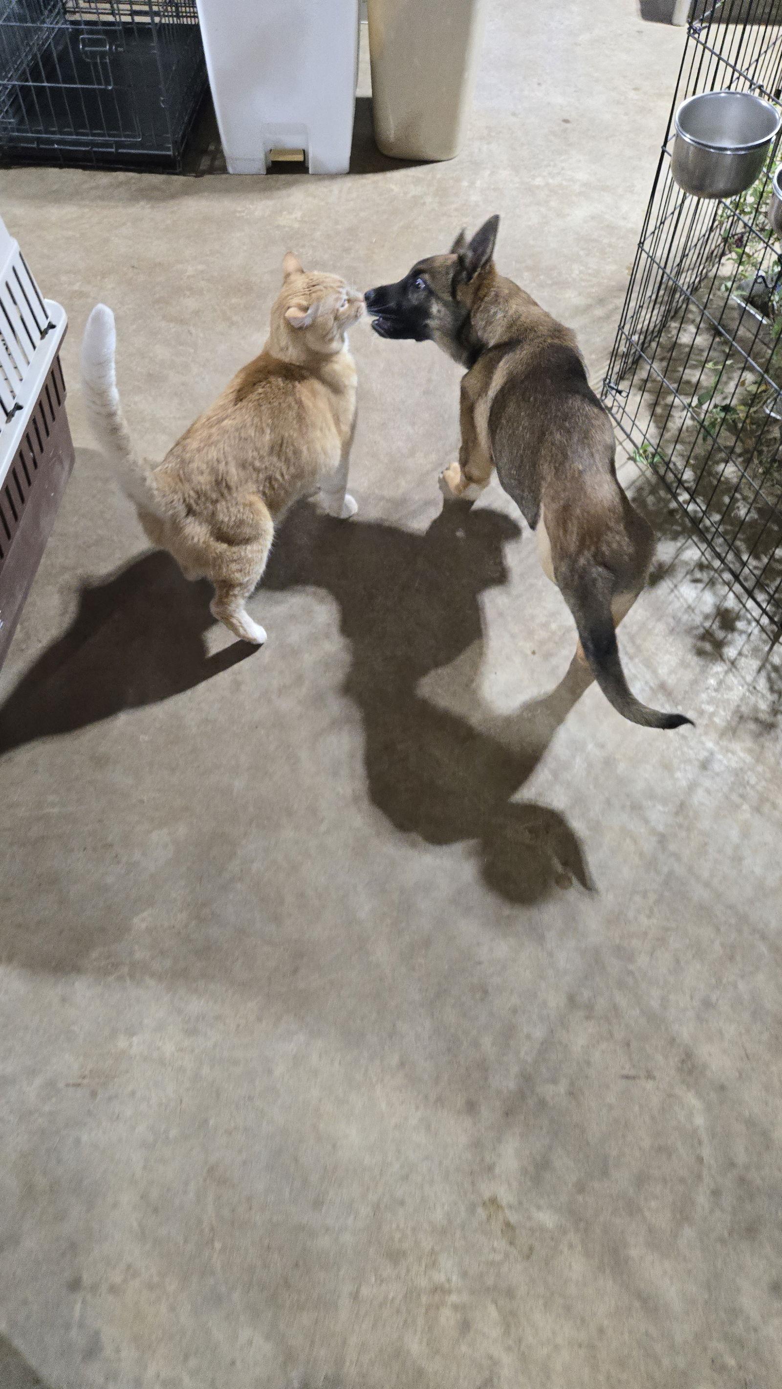 Enlarge Gael 7298, a Adoptable German Shepherd Dog in Centreville, VA image 3/3