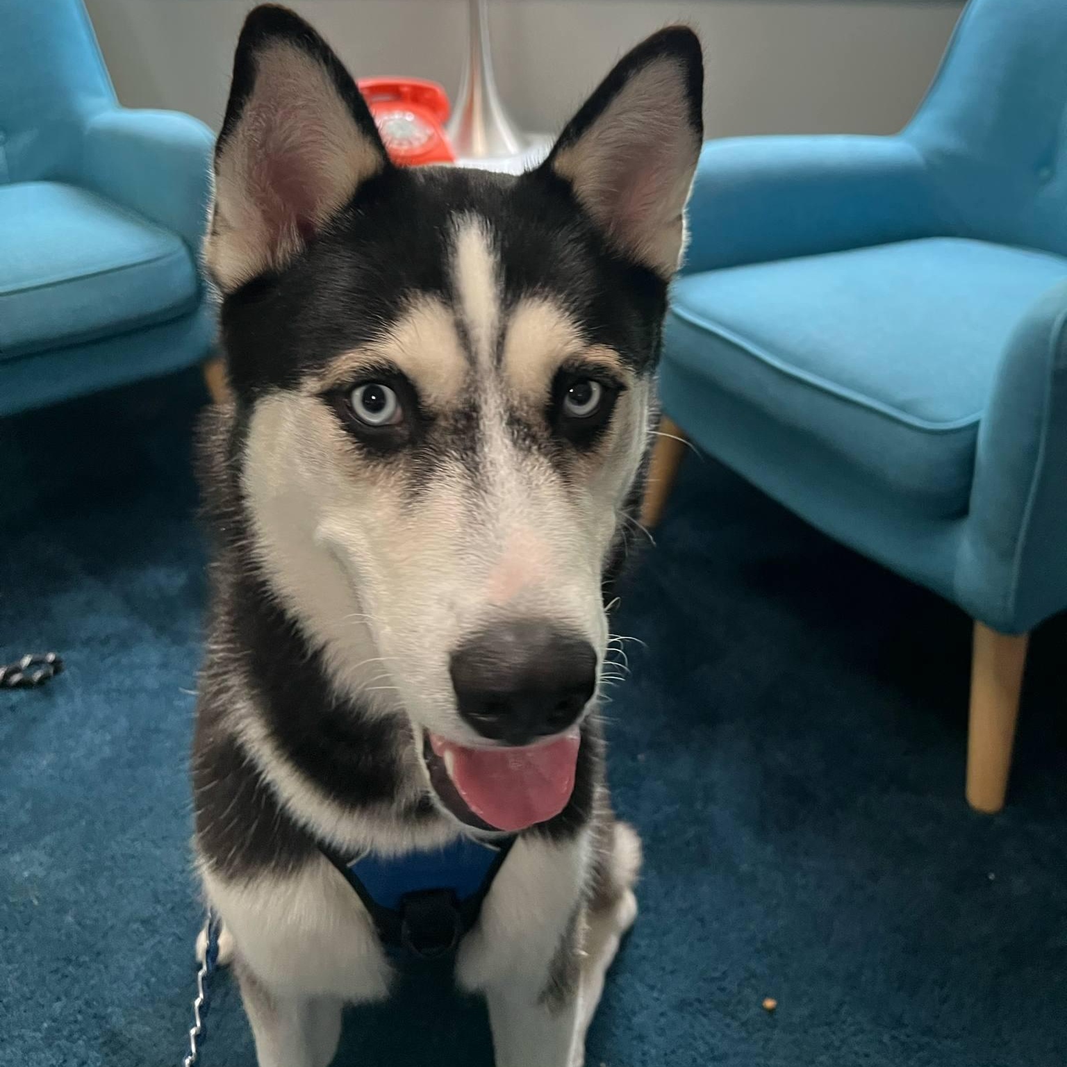 Adorable Brady, Young Male Siberian Husky