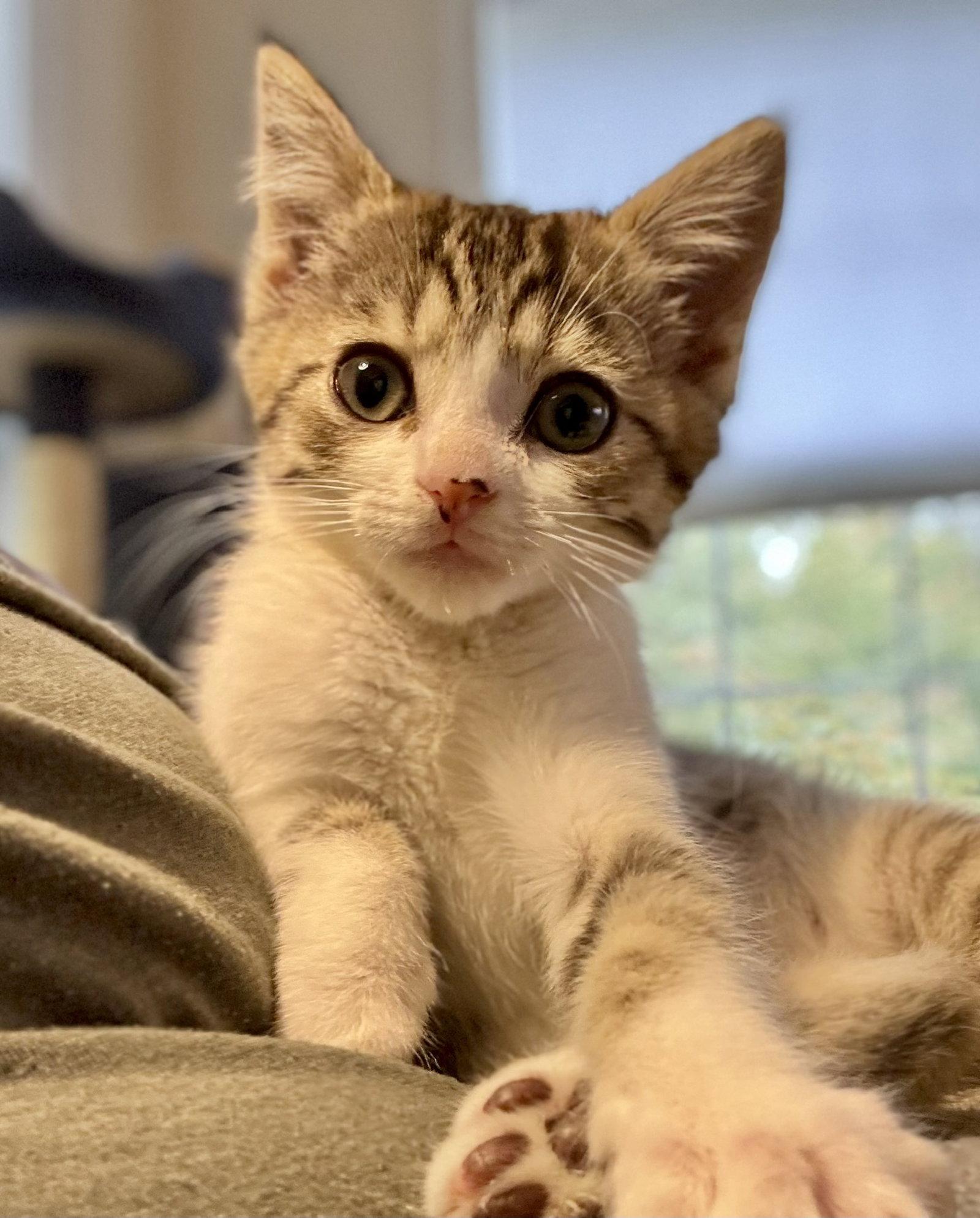 Odette, Adoptable, Kitten Female Domestic Short Hair.