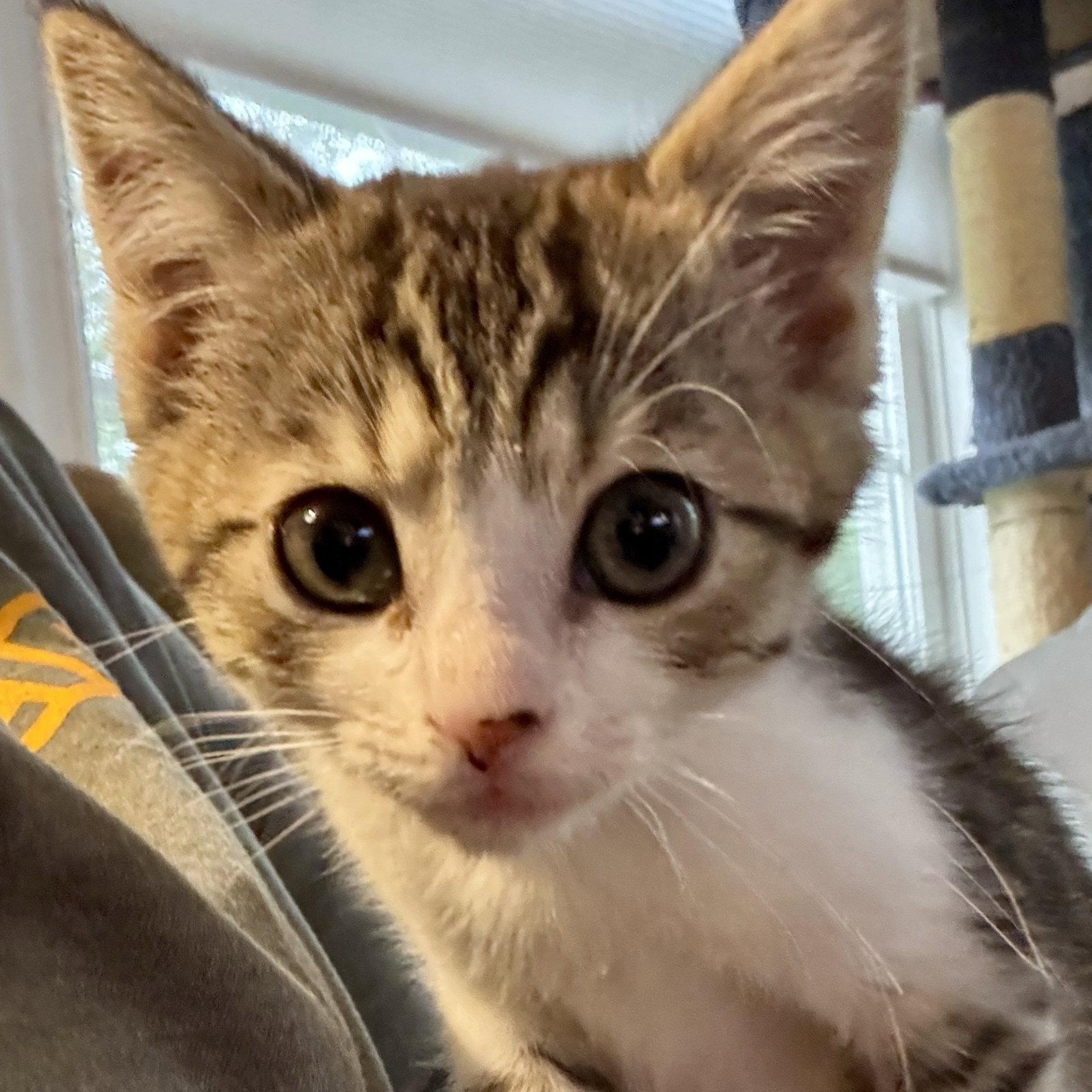 Enlarge Odette, a Adoptable Domestic Short Hair in Reston, VA image 2/3