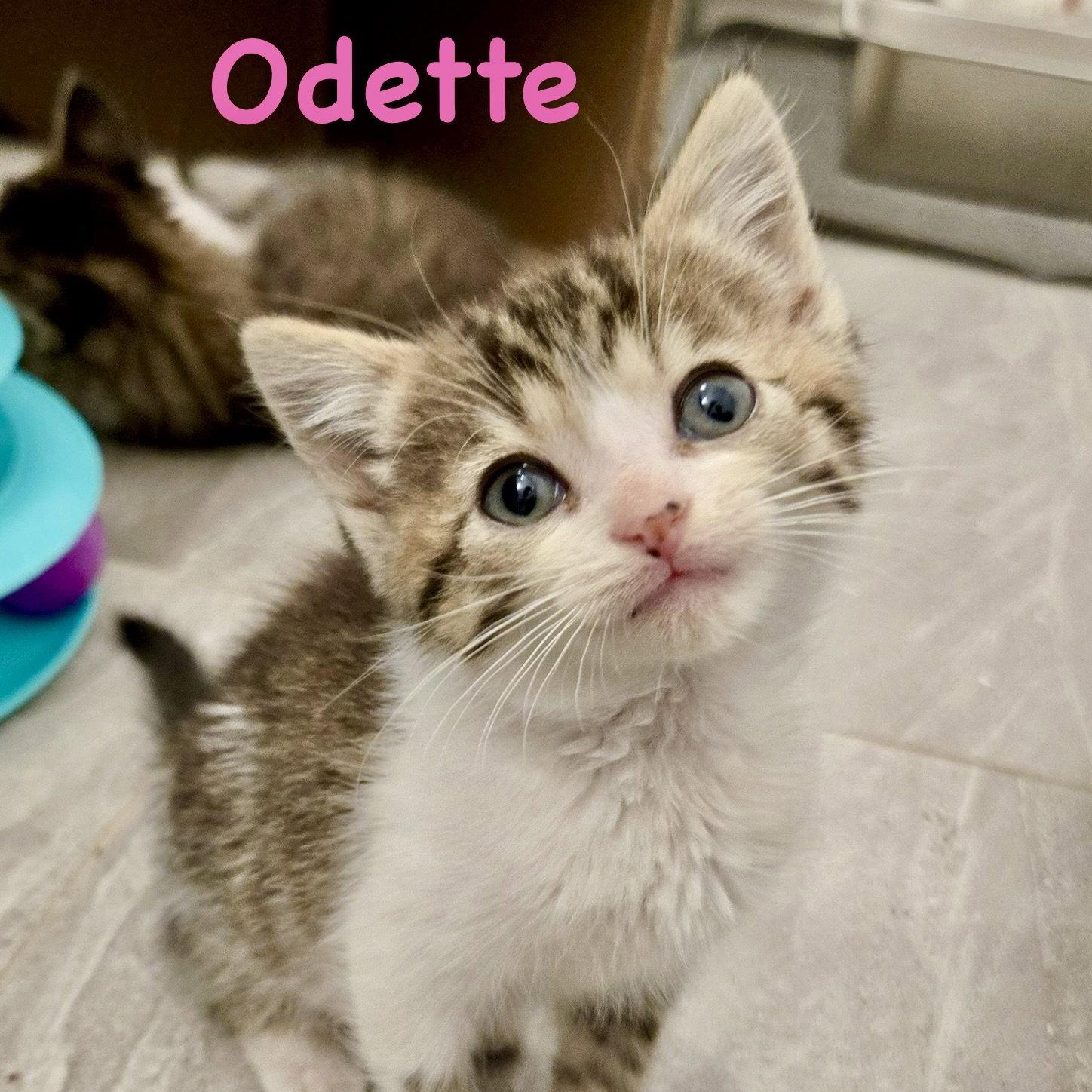 Enlarge Odette, a Adoptable Domestic Short Hair in Reston, VA image 3/3