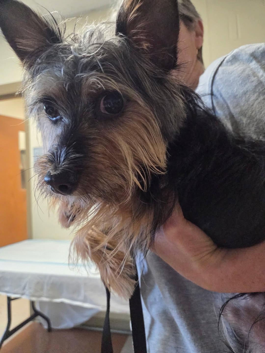 Ridge, a ADOPTABLE Yorkshire Terrier in Mount Airy, NC image 2/2