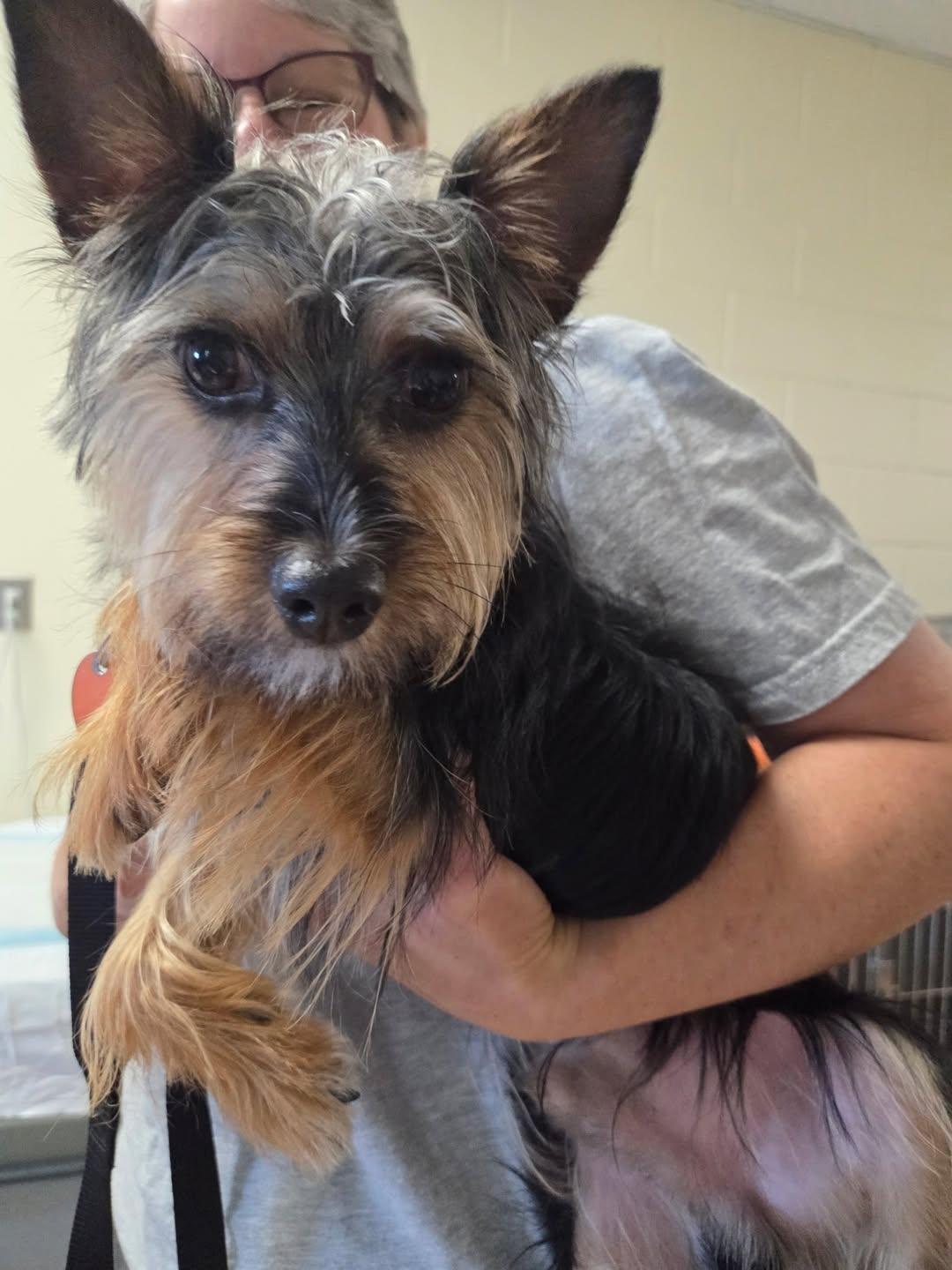 Ridge, ADOPTABLE, Puppy Male Yorkshire Terrier.