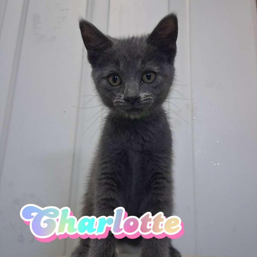 Charlotte, a Adoptable Domestic Short Hair in Hillsboro, OH image 1/4