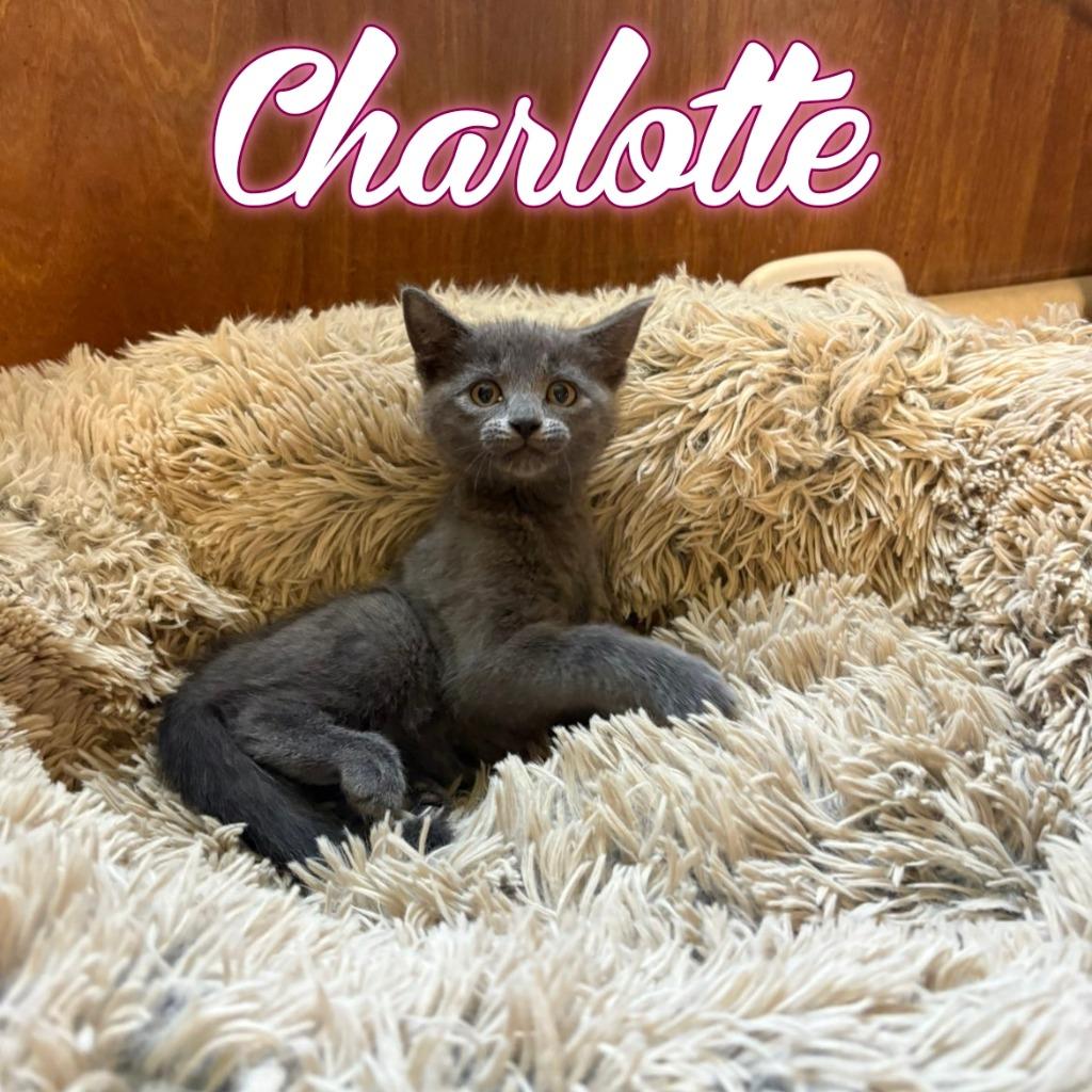 Charlotte, a Adoptable Domestic Short Hair in Hillsboro, OH image 2/4
