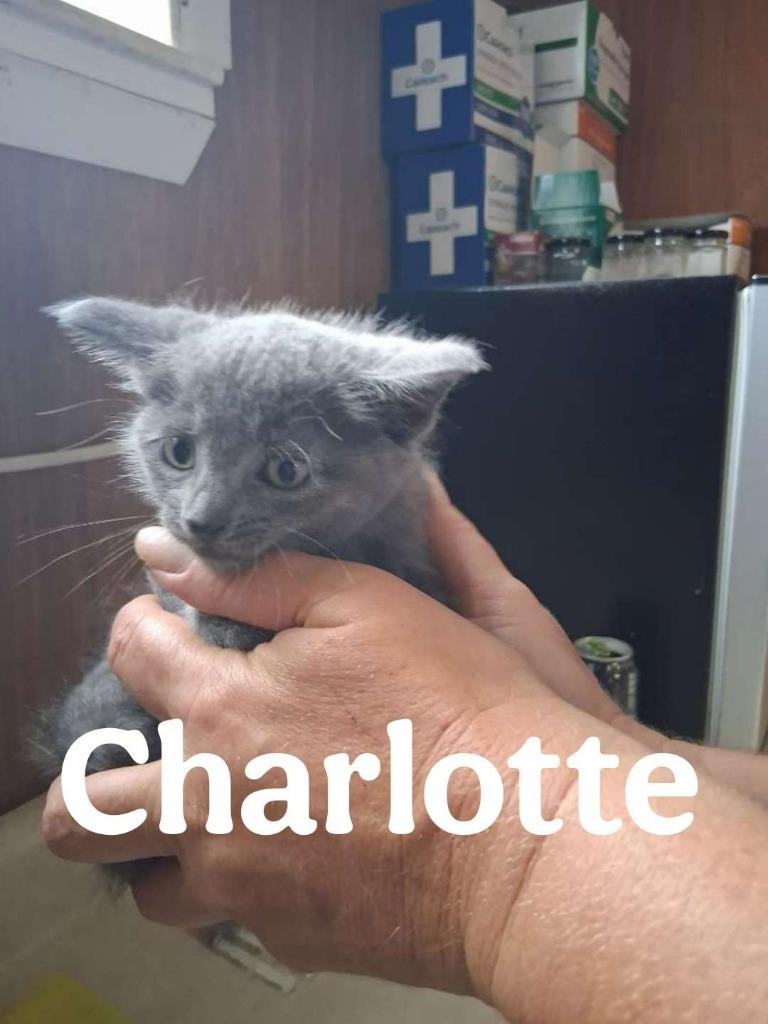 Charlotte, a Adoptable Domestic Short Hair in Hillsboro, OH image 3/4