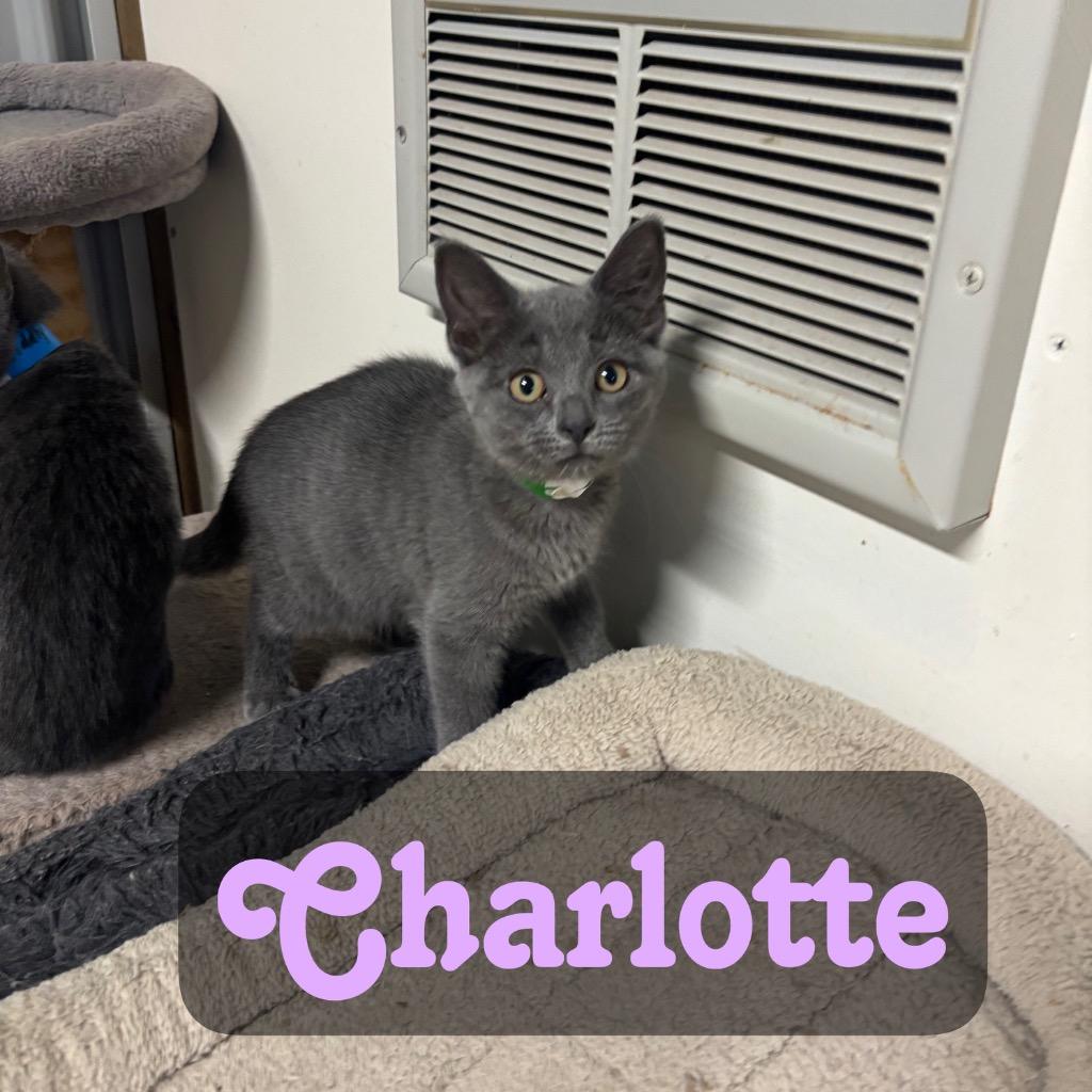 Charlotte, a Adoptable Domestic Short Hair in Hillsboro, OH image 4/4