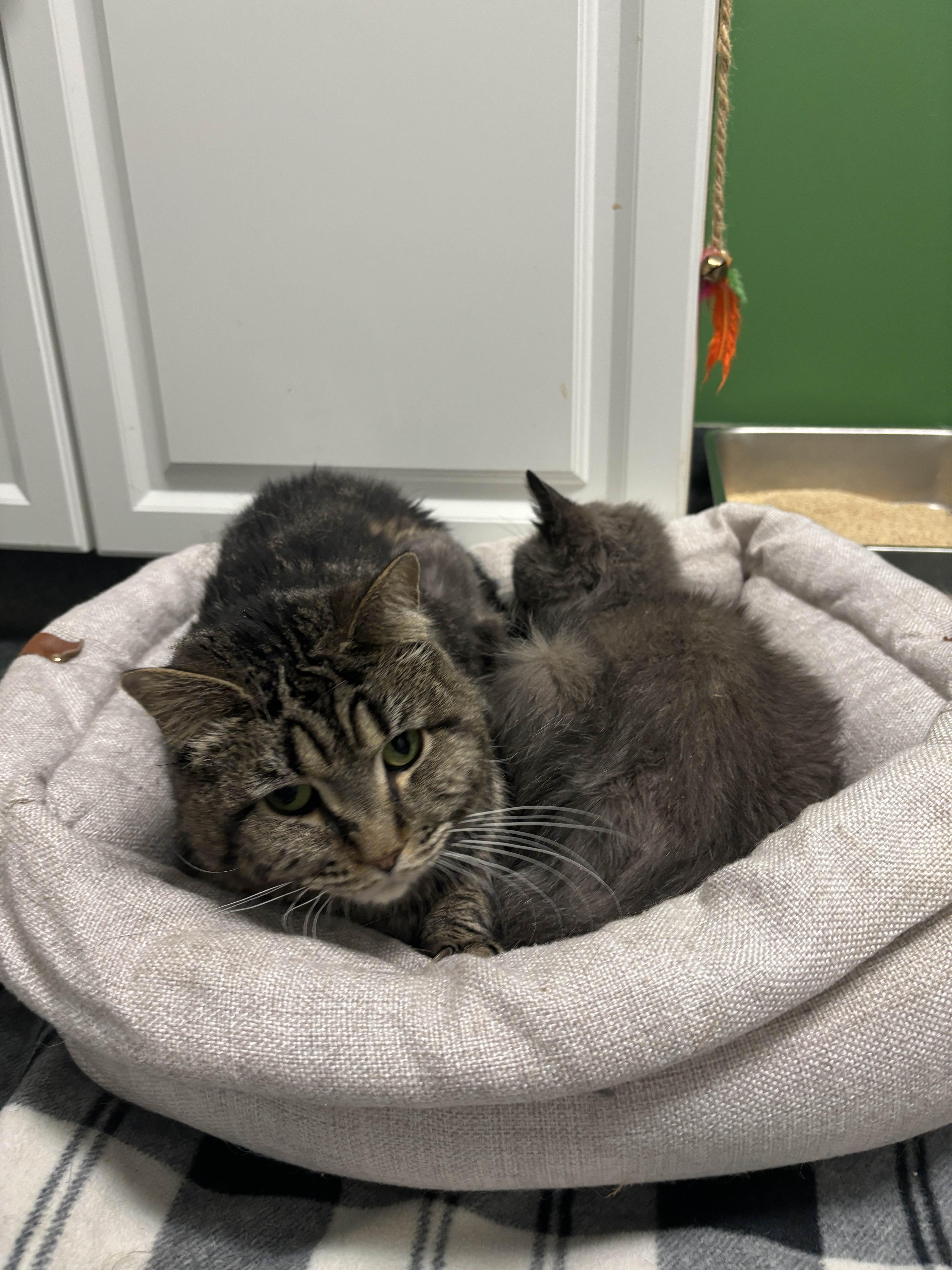 Lola and Scooter (special needs bonded pair), a Adoptable Domestic Medium Hair in Philadelphia, PA image 6/6