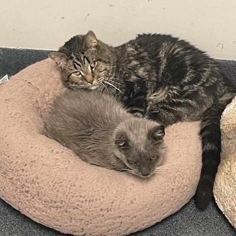 Lola and Scooter (special needs bonded pair), a Adoptable Domestic Medium Hair in Philadelphia, PA image 3/6