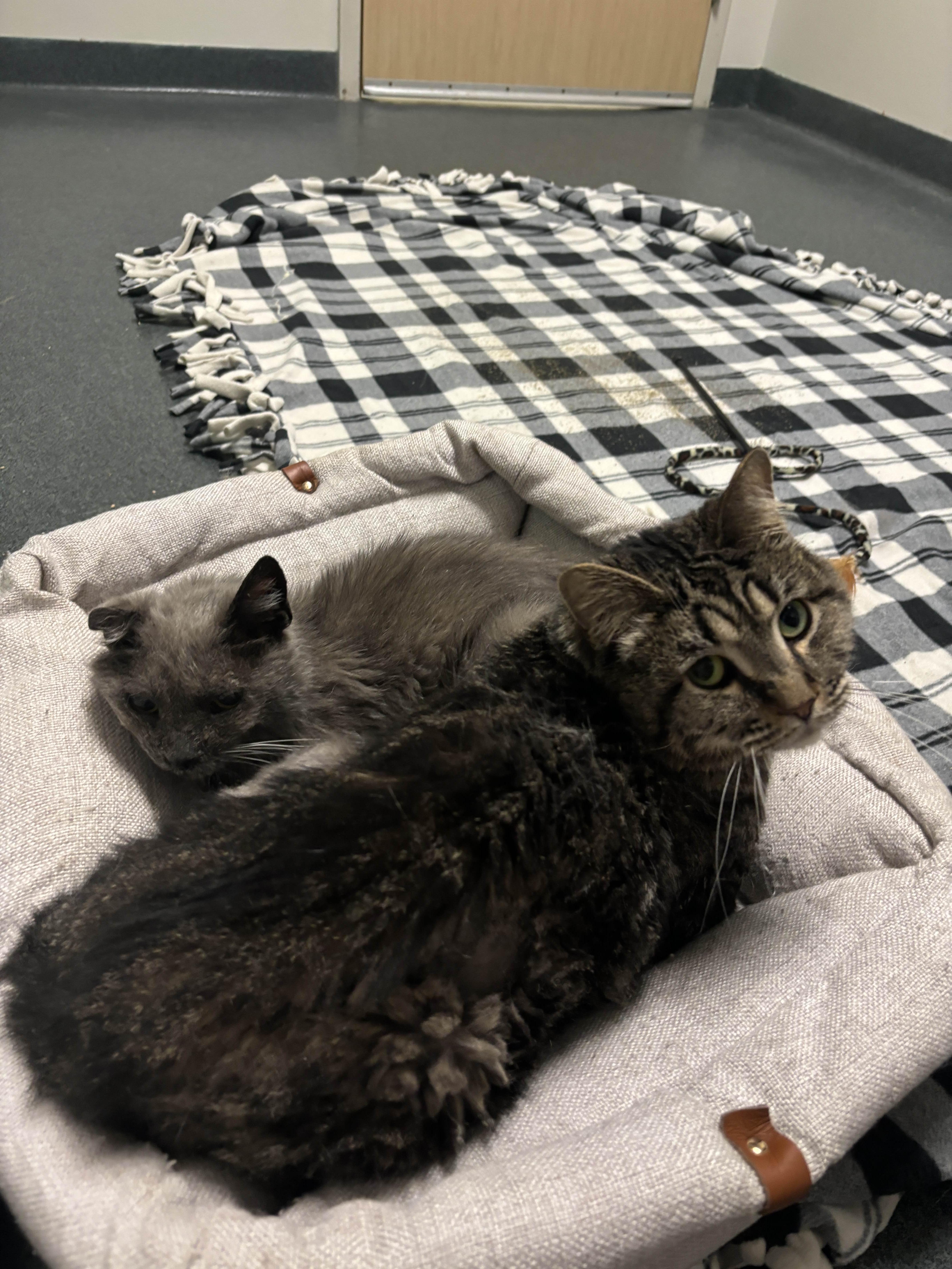 Lola and Scooter (special needs bonded pair), Adoptable, Senior Female Domestic Medium Hair.