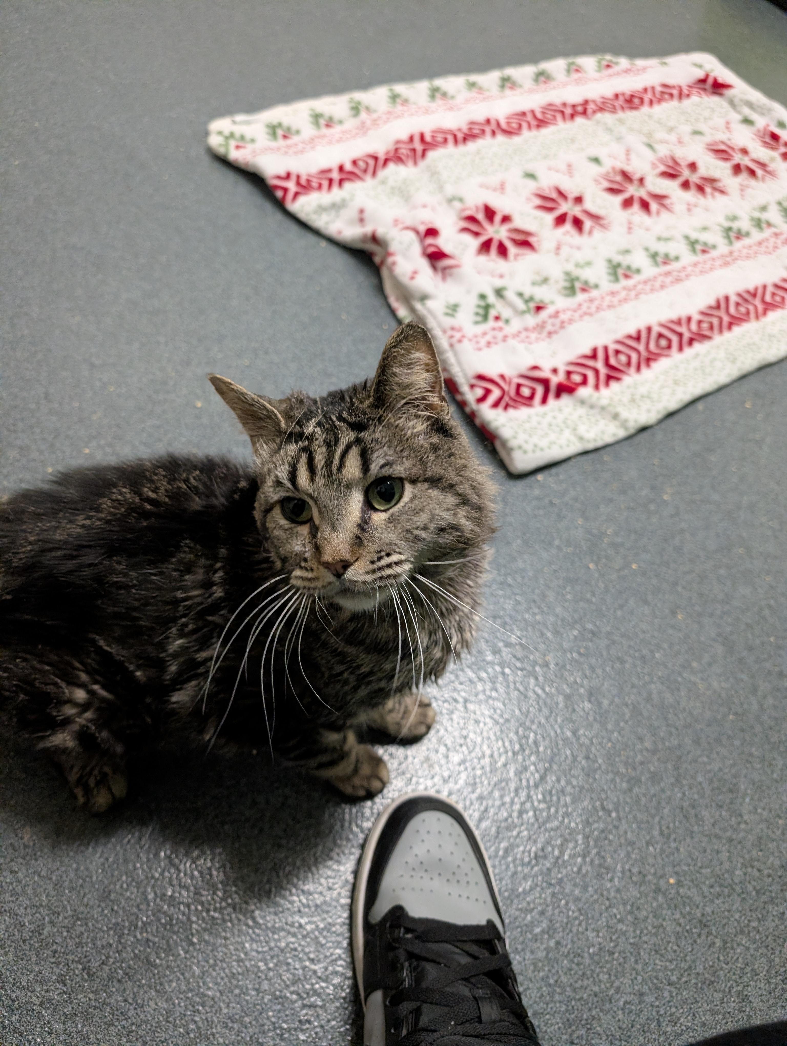 Enlarge Scooter (special needs), a Adoptable Domestic Medium Hair in Philadelphia, PA image 5/6