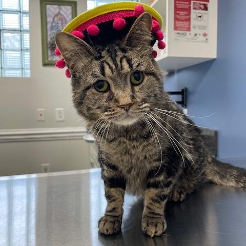 Lola and Scooter (special needs bonded pair), a Adoptable Domestic Medium Hair in Philadelphia, PA image 5/6