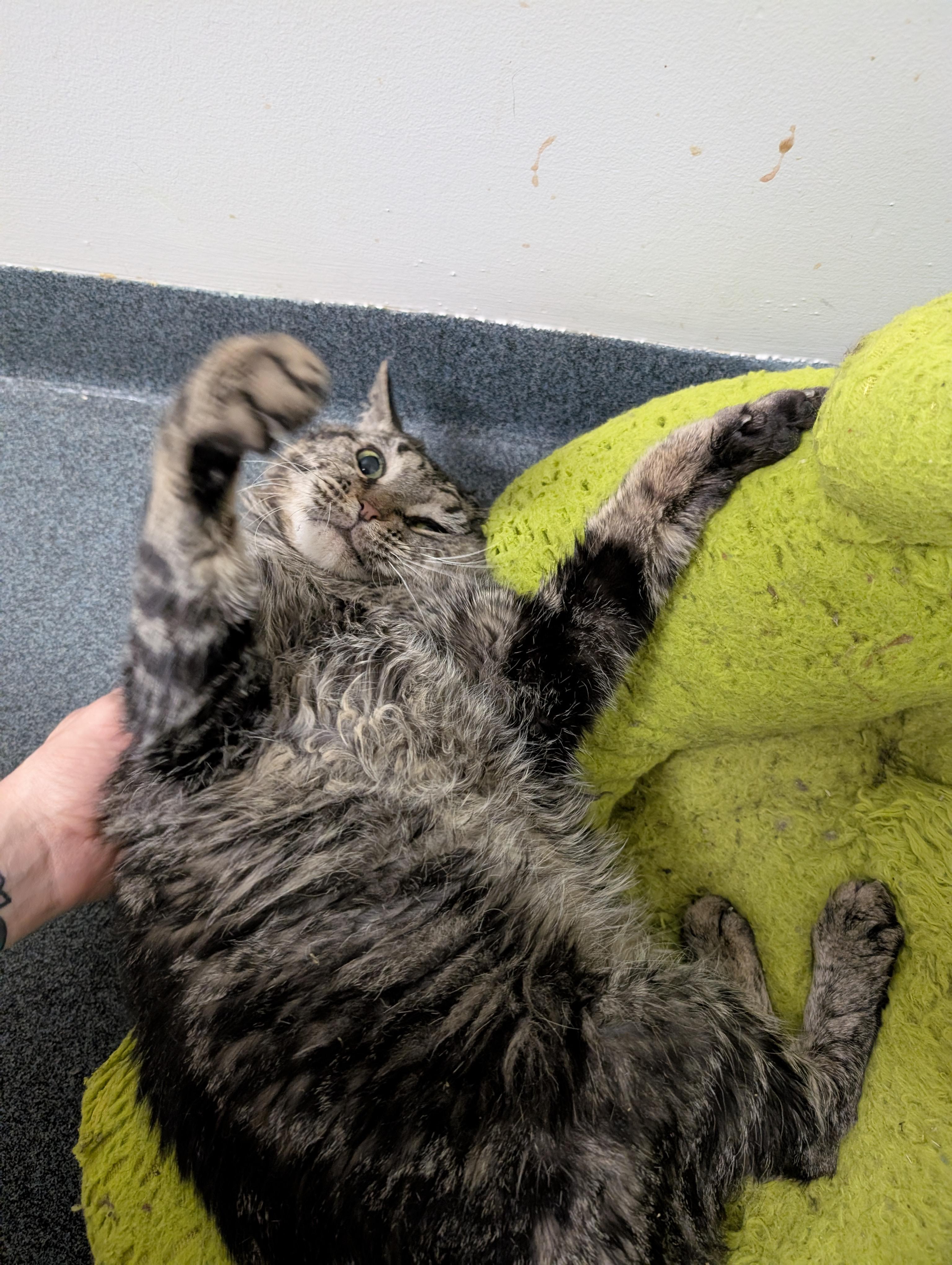 Enlarge Scooter (special needs), a Adoptable Domestic Medium Hair in Philadelphia, PA image 3/6