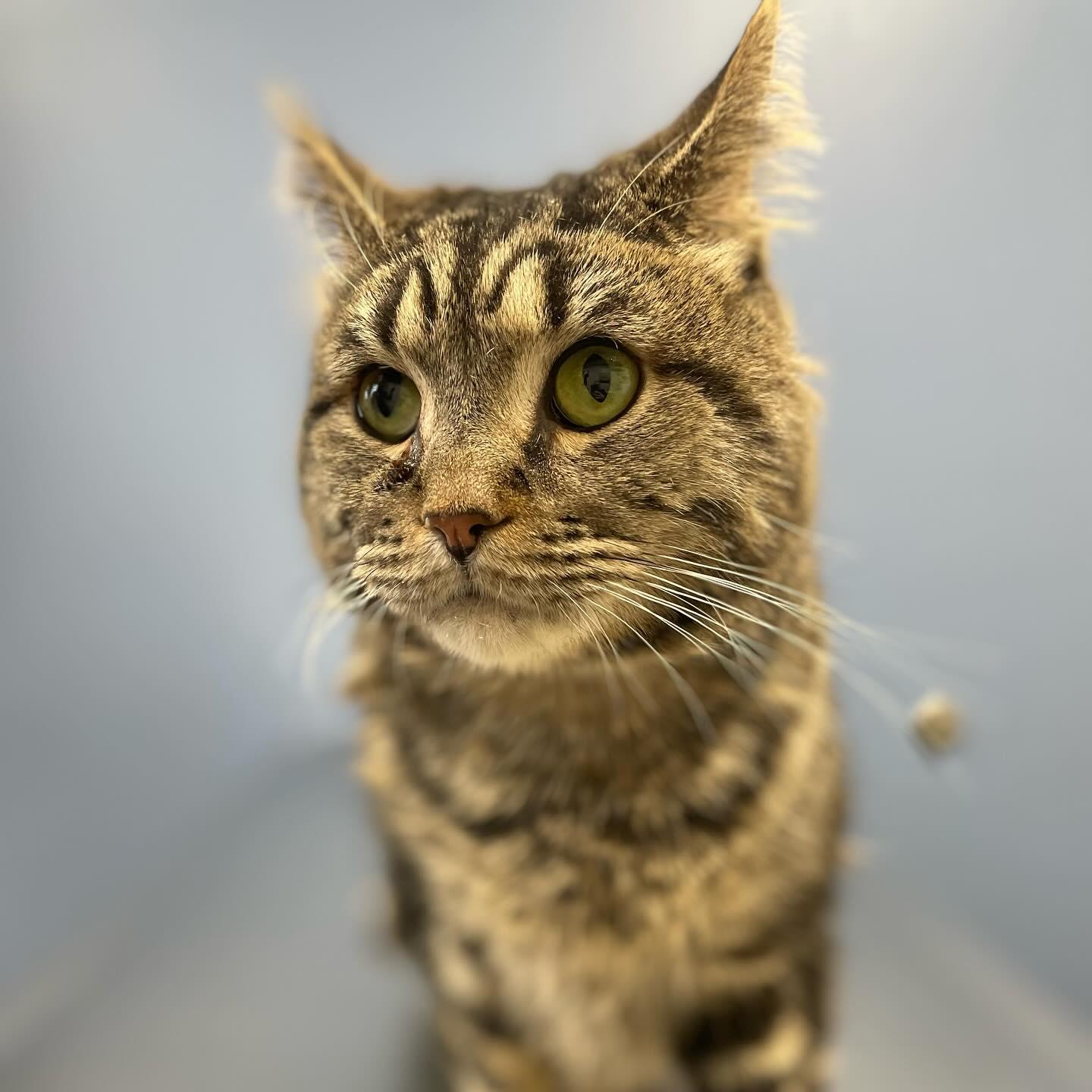 Enlarge Scooter (special needs), a Adoptable Domestic Medium Hair in Philadelphia, PA image 2/6