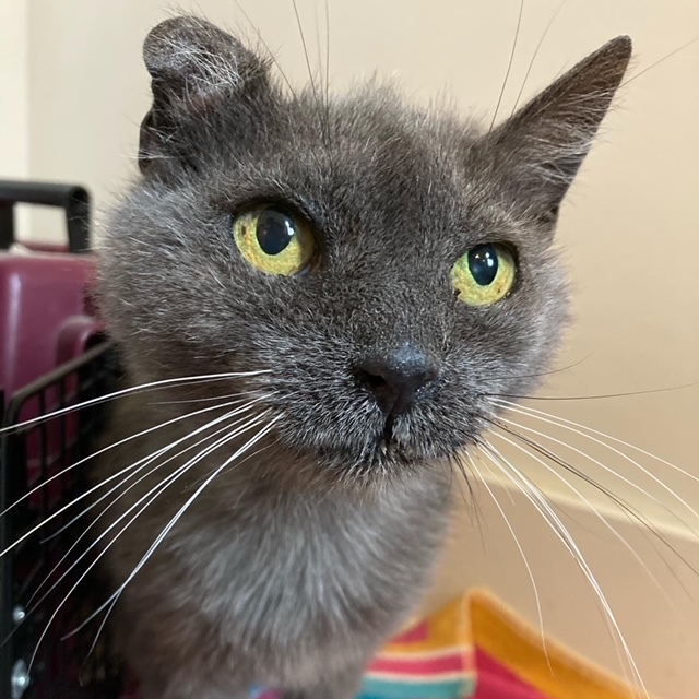 Lola and Scooter (special needs bonded pair), a Adoptable Domestic Medium Hair in Philadelphia, PA image 4/6