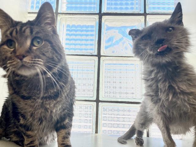 Lola and Scooter (special needs bonded pair), a Adoptable Domestic Medium Hair in Philadelphia, PA image 2/6