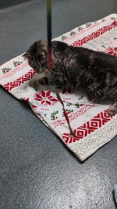 Enlarge Scooter (special needs), a Adoptable Domestic Medium Hair in Philadelphia, PA video 6/6