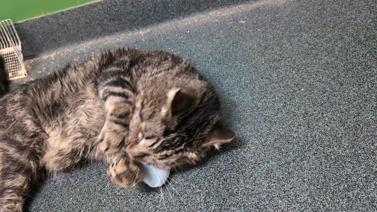 Enlarge Scooter (special needs), a Adoptable Domestic Medium Hair in Philadelphia, PA video 4/6