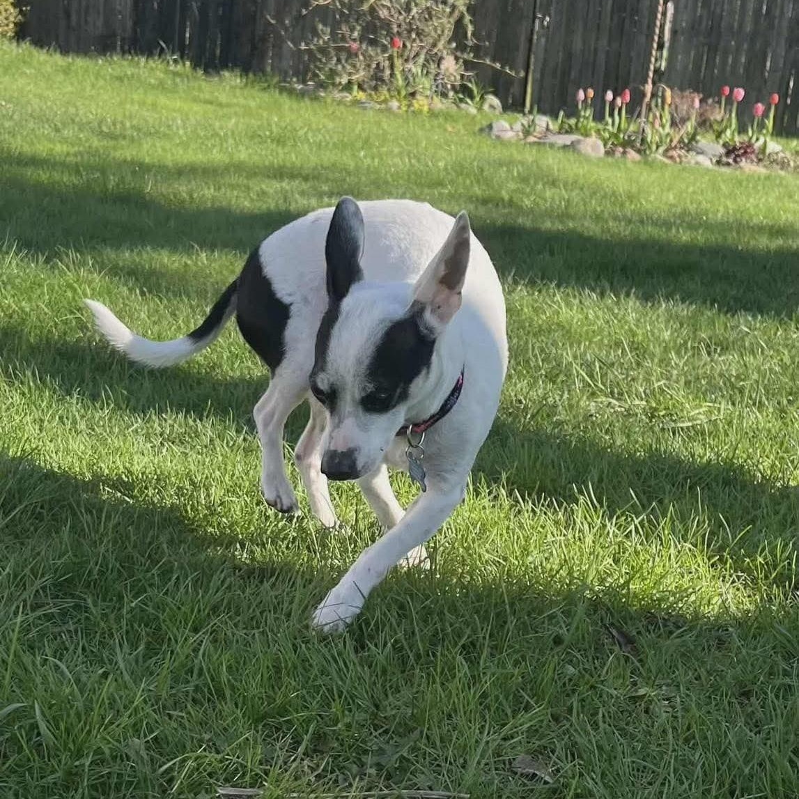 Enlarge WILLARD, a ADOPTABLE Rat Terrier in Westland, MI image 3/4