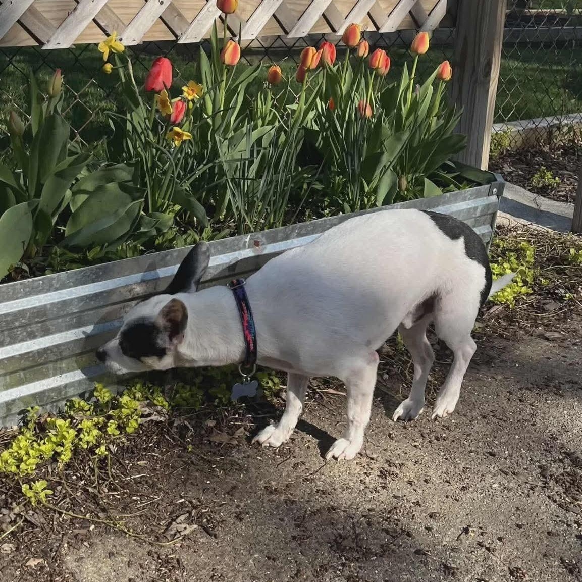 Enlarge WILLARD, a ADOPTABLE Rat Terrier in Westland, MI image 2/4