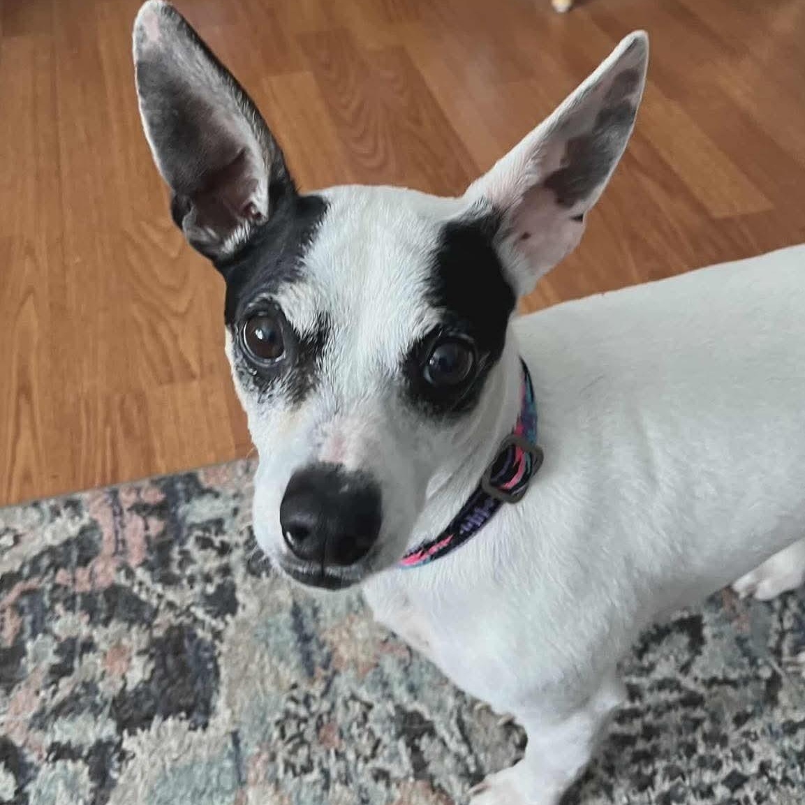Enlarge WILLARD, a ADOPTABLE Rat Terrier in Westland, MI image 1/4