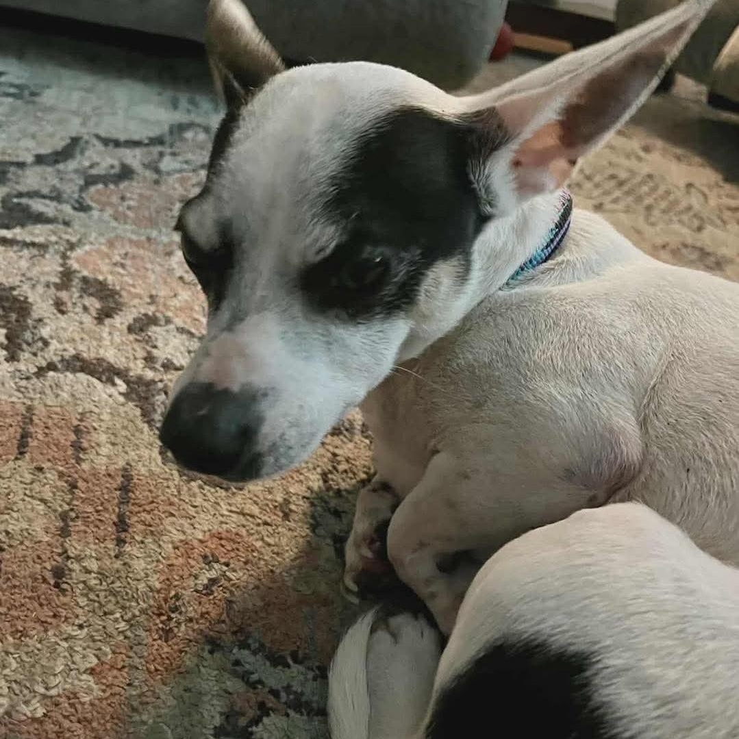 Enlarge WILLARD, a ADOPTABLE Rat Terrier in Westland, MI image 4/4