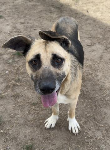 Enlarge Shera -- URGENT!, an adoptable mixed breed in Thousand Oaks, CA image 1/1