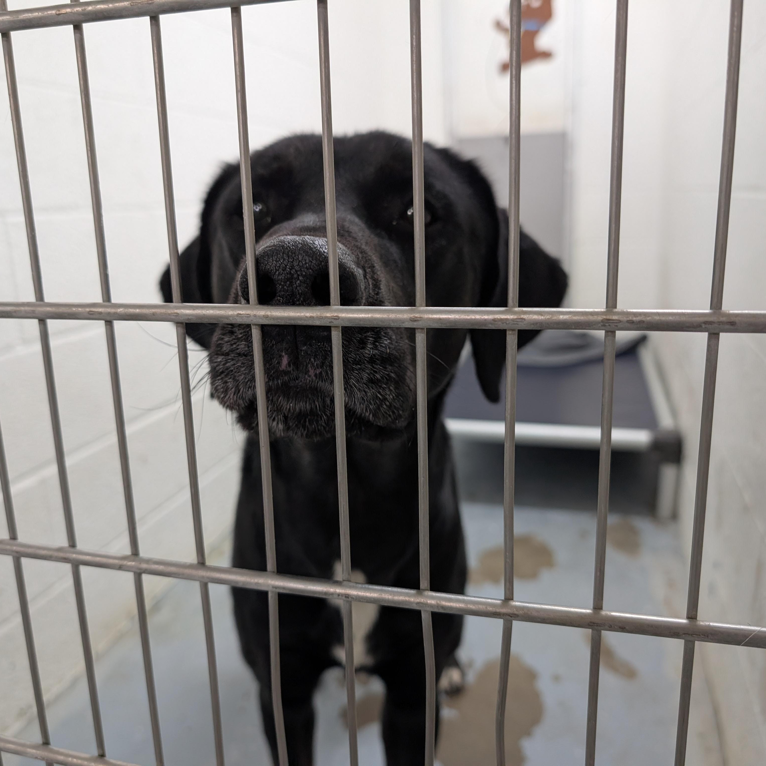 Enlarge 187713 LOOKING FOR OWNER, a ADOPTABLE Labrador Retriever in Ravenna, OH image 1/1