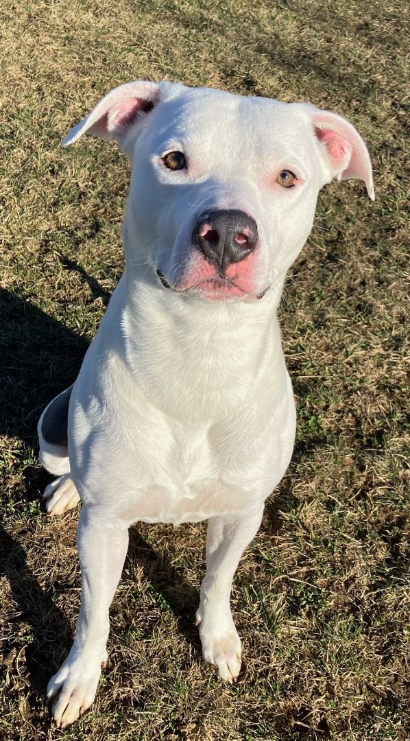 Dozer, a Adoptable American Bulldog in Belmont, NY image 2/6