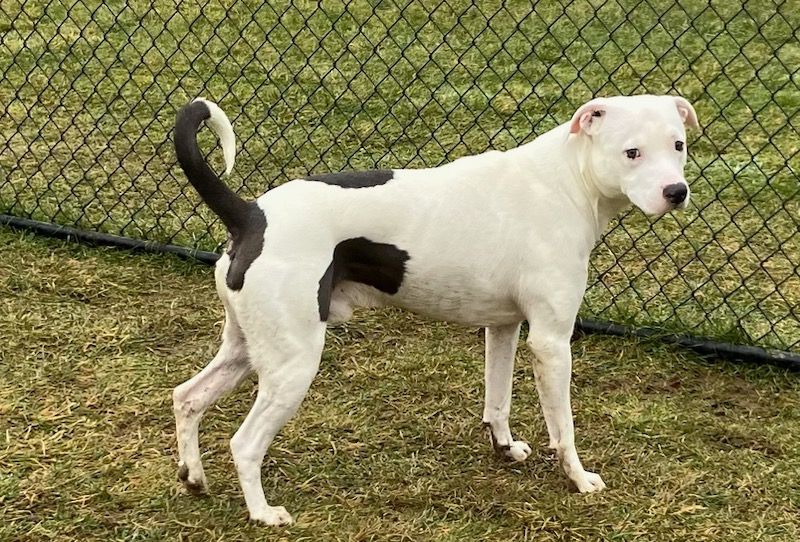 Dozer, a Adoptable American Bulldog in Belmont, NY image 3/6