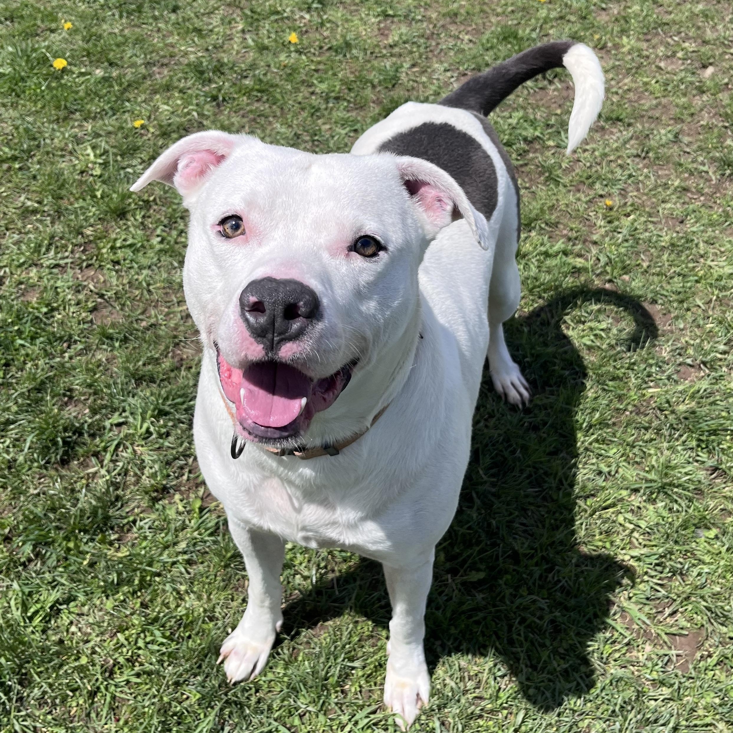 Enlarge Dozer, a Adoptable American Bulldog in Belmont, NY image 4/6