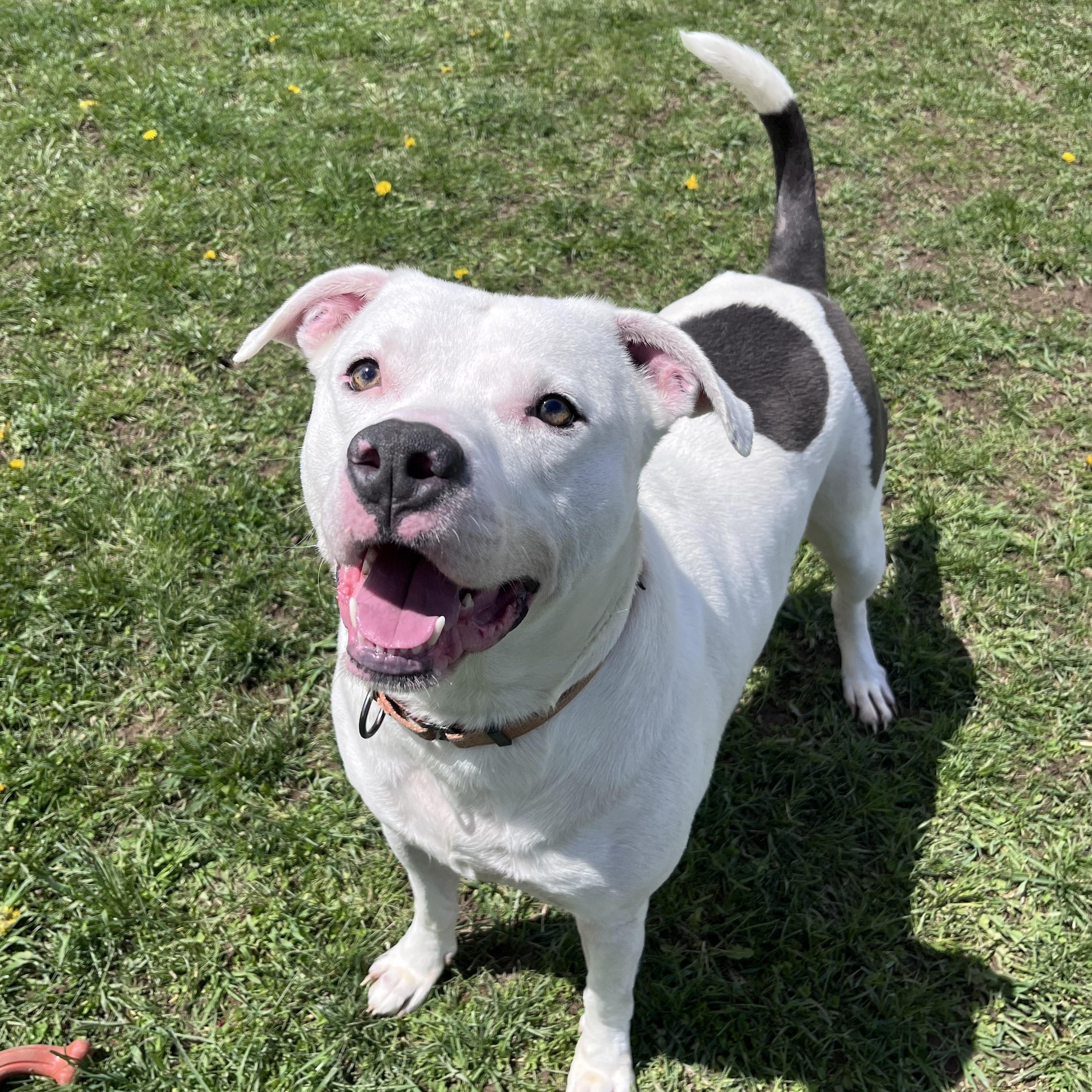 Enlarge Dozer, a Adoptable American Bulldog in Belmont, NY image 2/6